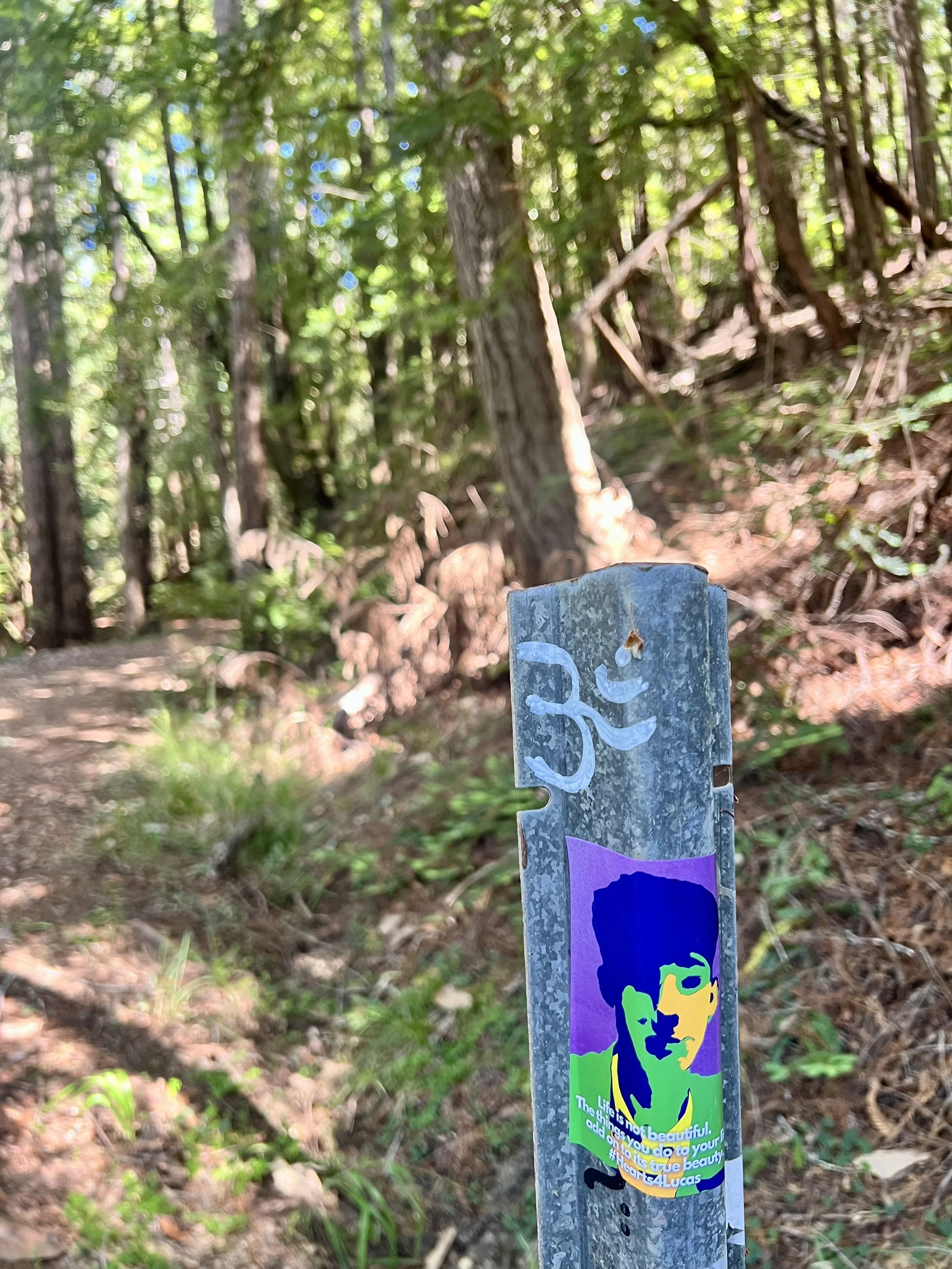 Muir Woods National Monument (CLICK PHOTO)