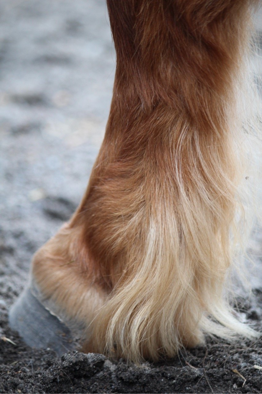 EAL Research Articles