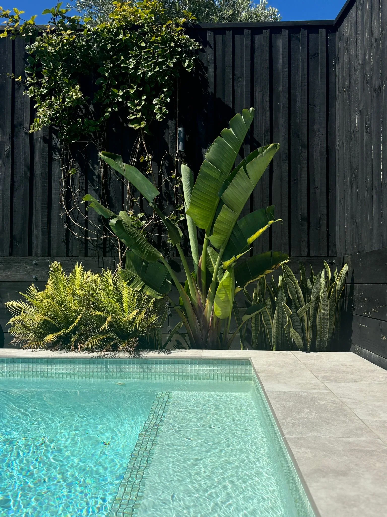 A backyard with a swimming pool, lush green plants, and a black wooden fence under a blue sky.