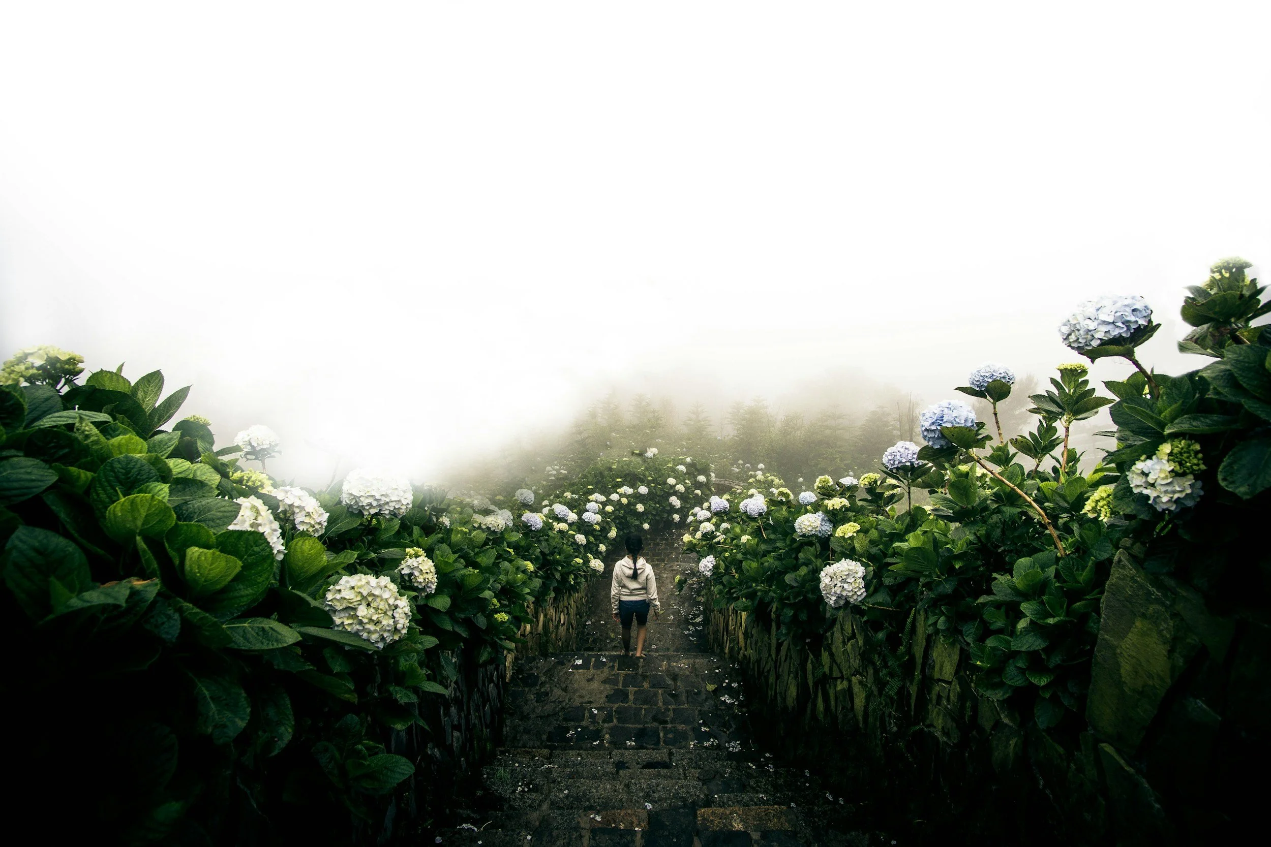 A woman walking down stone steps between rows of white and light purple hydrangea bushes in a foggy garden or plantation.
