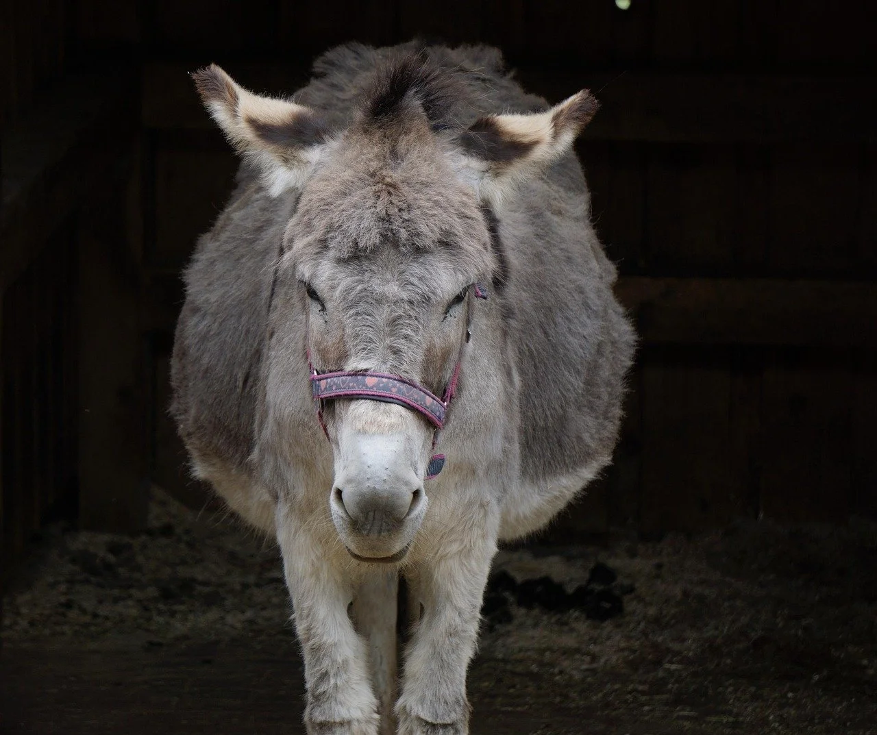 Germany evacuated eight donkeys from Gaza while rejecting the treatment of Palestinian children.
