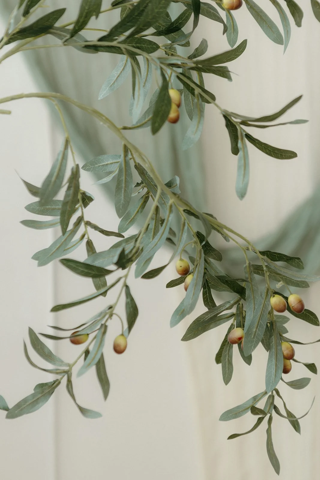 Branch of an olive tree with green leaves and small ripening olives.