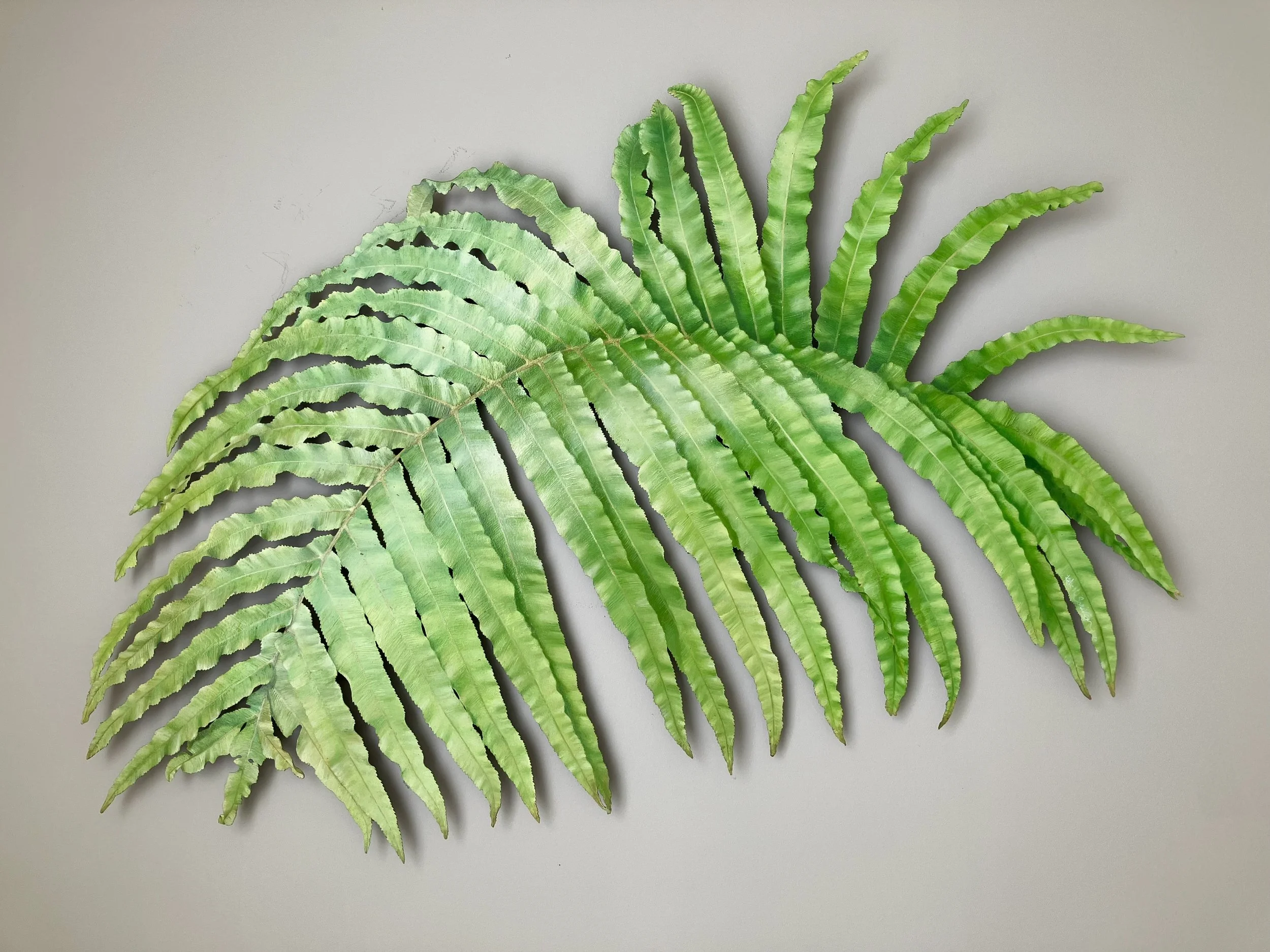 Fern Frond