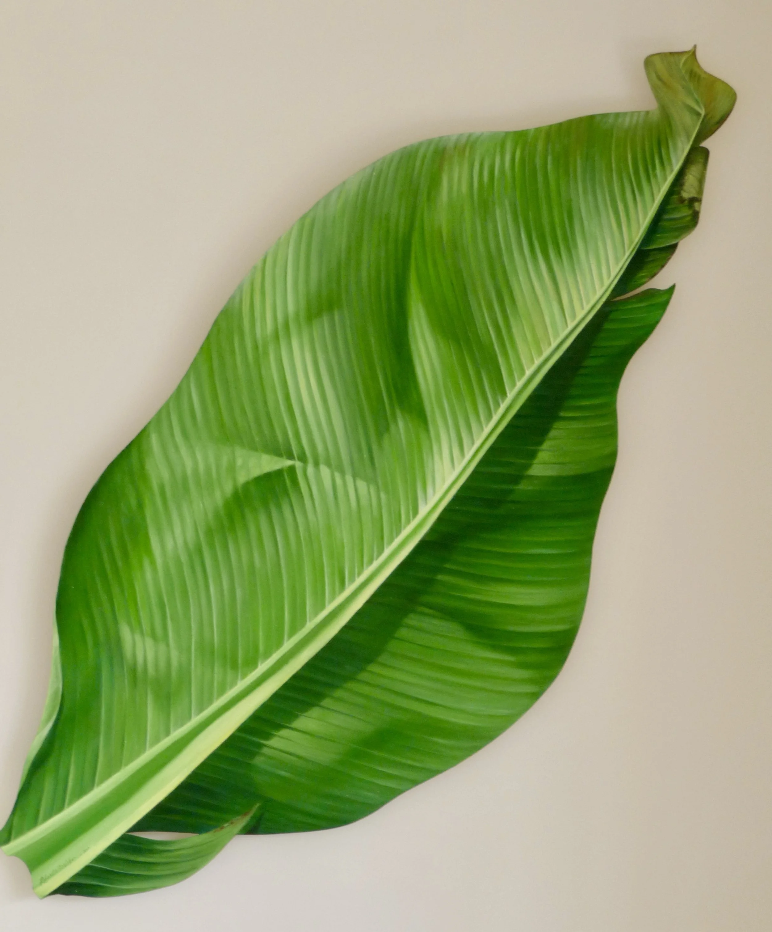 Palm Leaf
