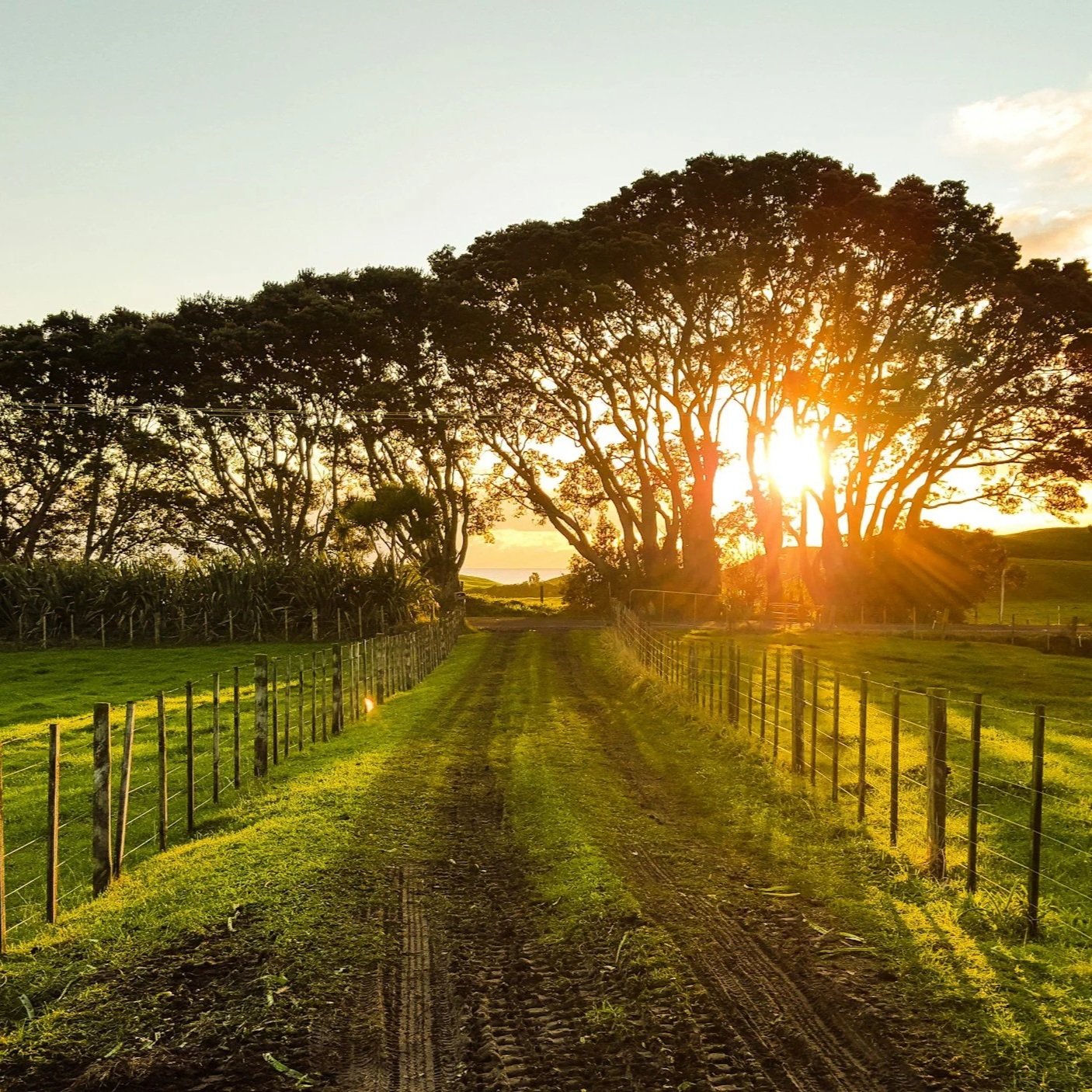A dirt road lined with fences on both sides, leading towards trees with the sun setting behind them and creating a warm glow.