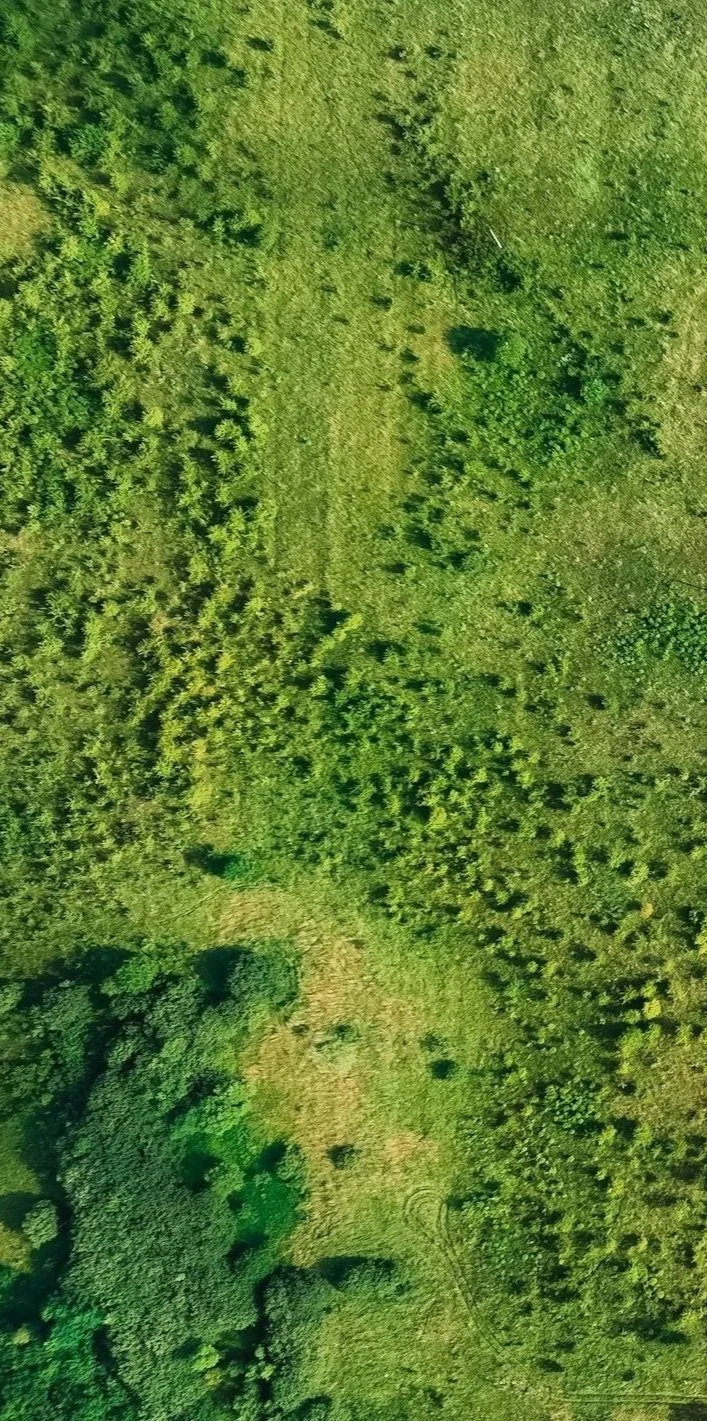 An aerial view of a lush green forest with a mix of dense trees, shrubs, and open grassy areas.