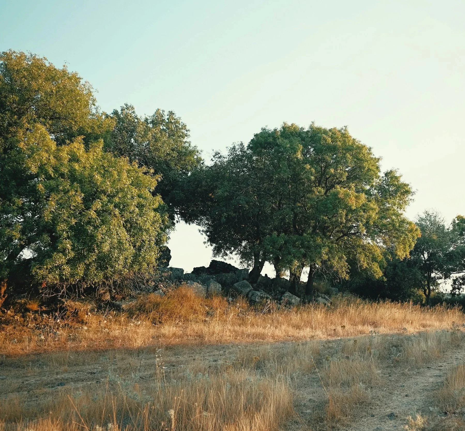 A grassy field with rocks and trees under a clear sky.