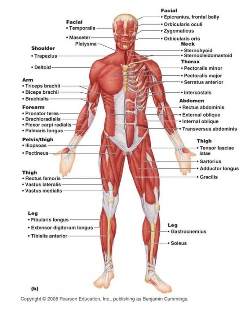 Visual representation of the human lymphatic system highlighting drainage pathways, displayed at Corehauss Body Studio in St. Albert, AB for client education.