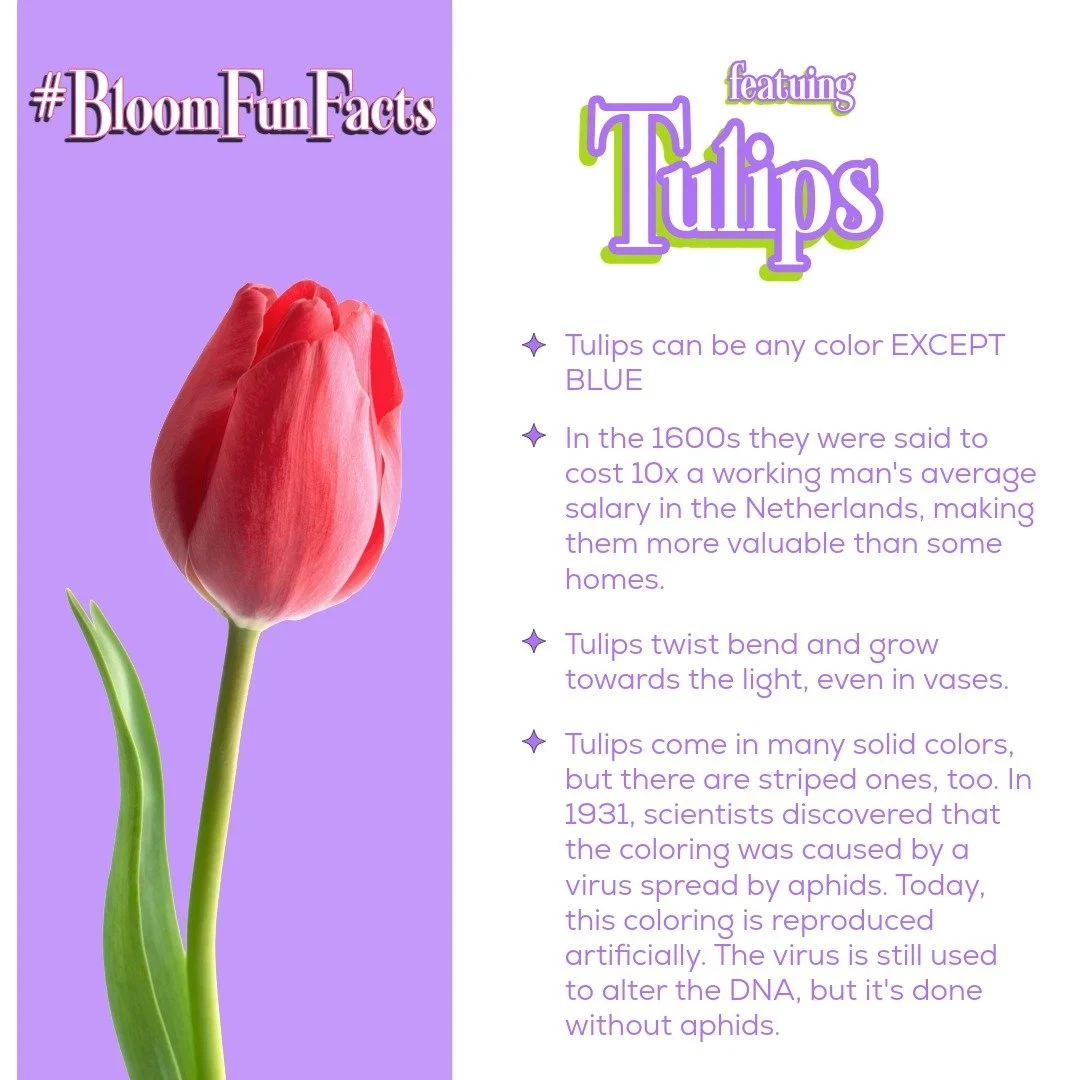 🌷 Calling all tulip lovers! 🌷 Join us at #BloomsBar this Thursday from 5pm-9pm and discover your perfect blooms! Don't miss out at the Downey Night Market.
.
.
#KingdomOfBlooms #TulipMagic #BloomsBar #DowneyNightMarket #BloomFunFact