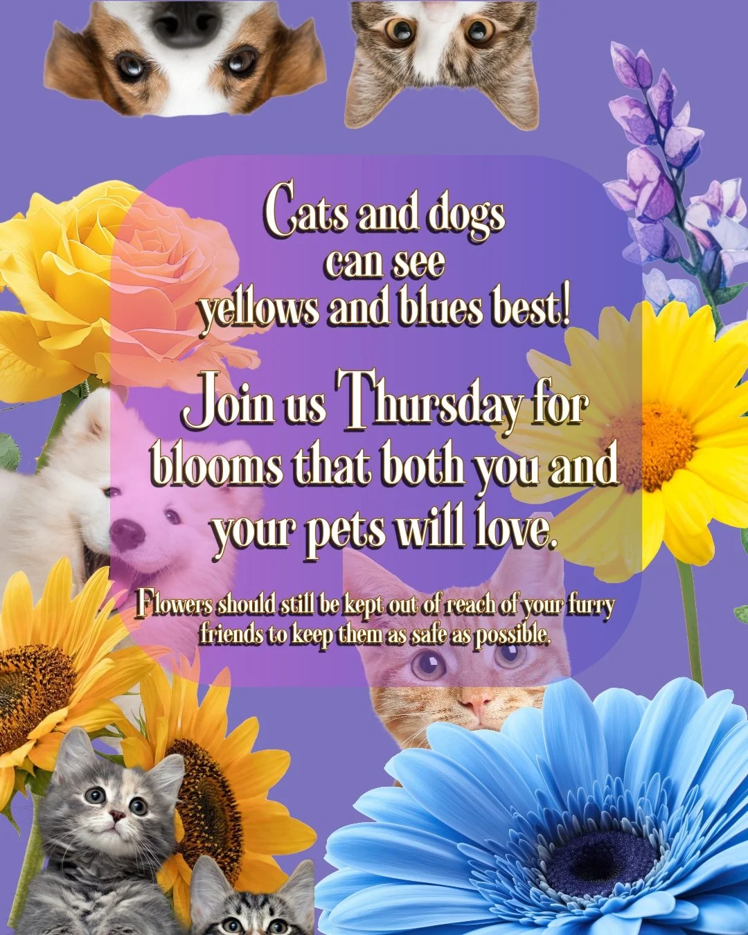 🐶 Bring your pups and join us Thursday at Blooms Bar, from 5:00&ndash;9:00 PM for an evening full of tail-wagging fun at the Downey Night Market!!!!

#KingdomOfBlooms #BloomsBar #DowneyNightMarket