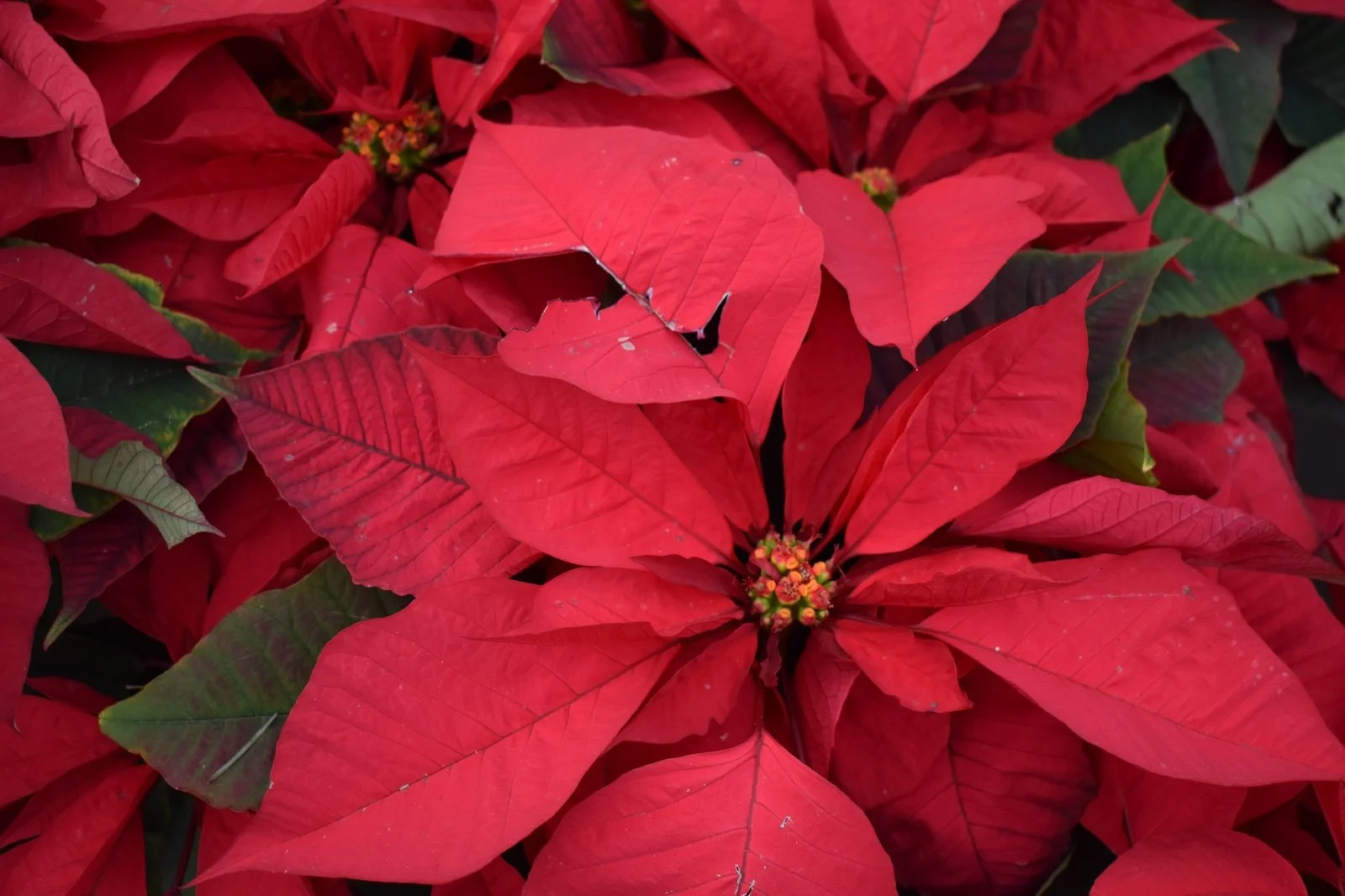 Blooms for Your Event