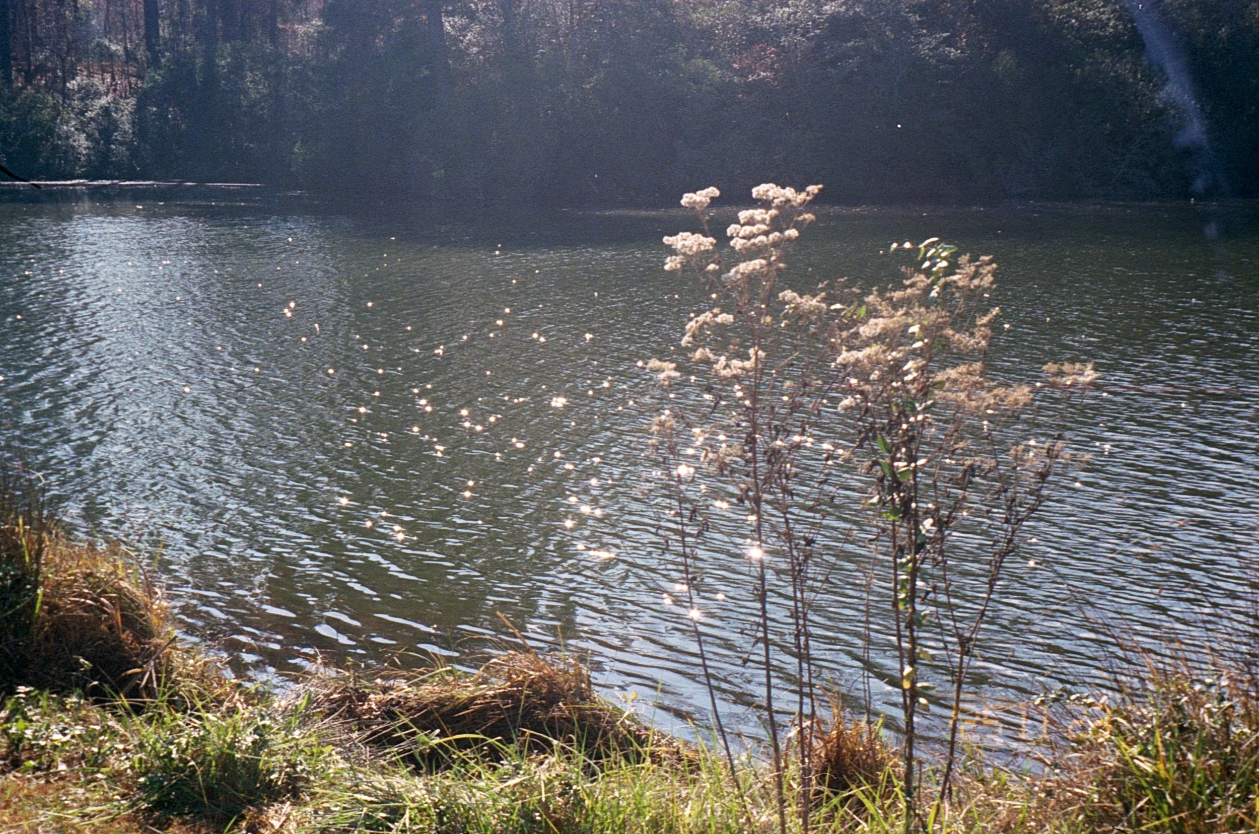 a leisure hike in york river state park, disappointing lack of mushrooms this close to the river
