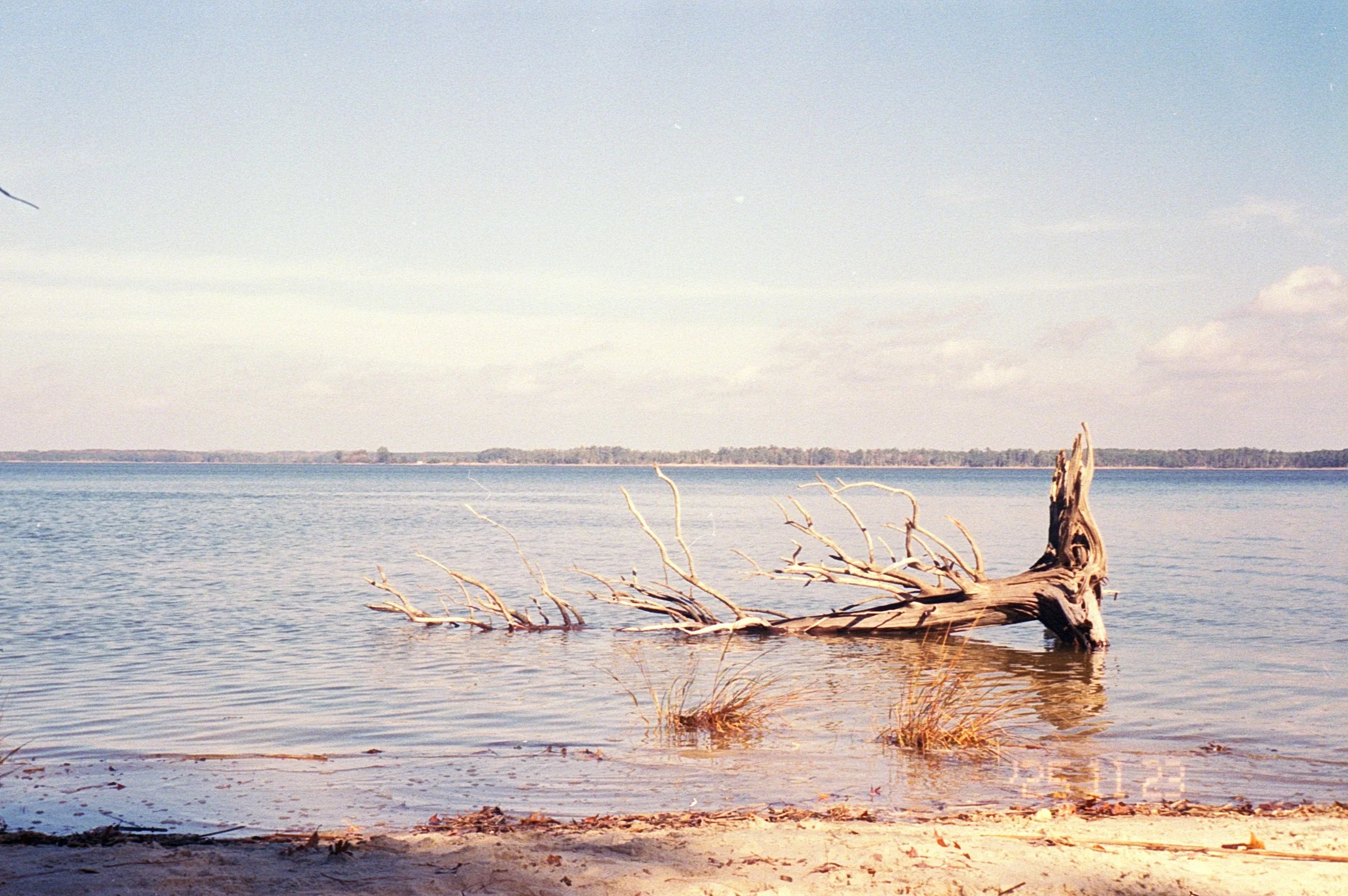 a leisure hike in york river state park, disappointing lack of mushrooms this close to the river
