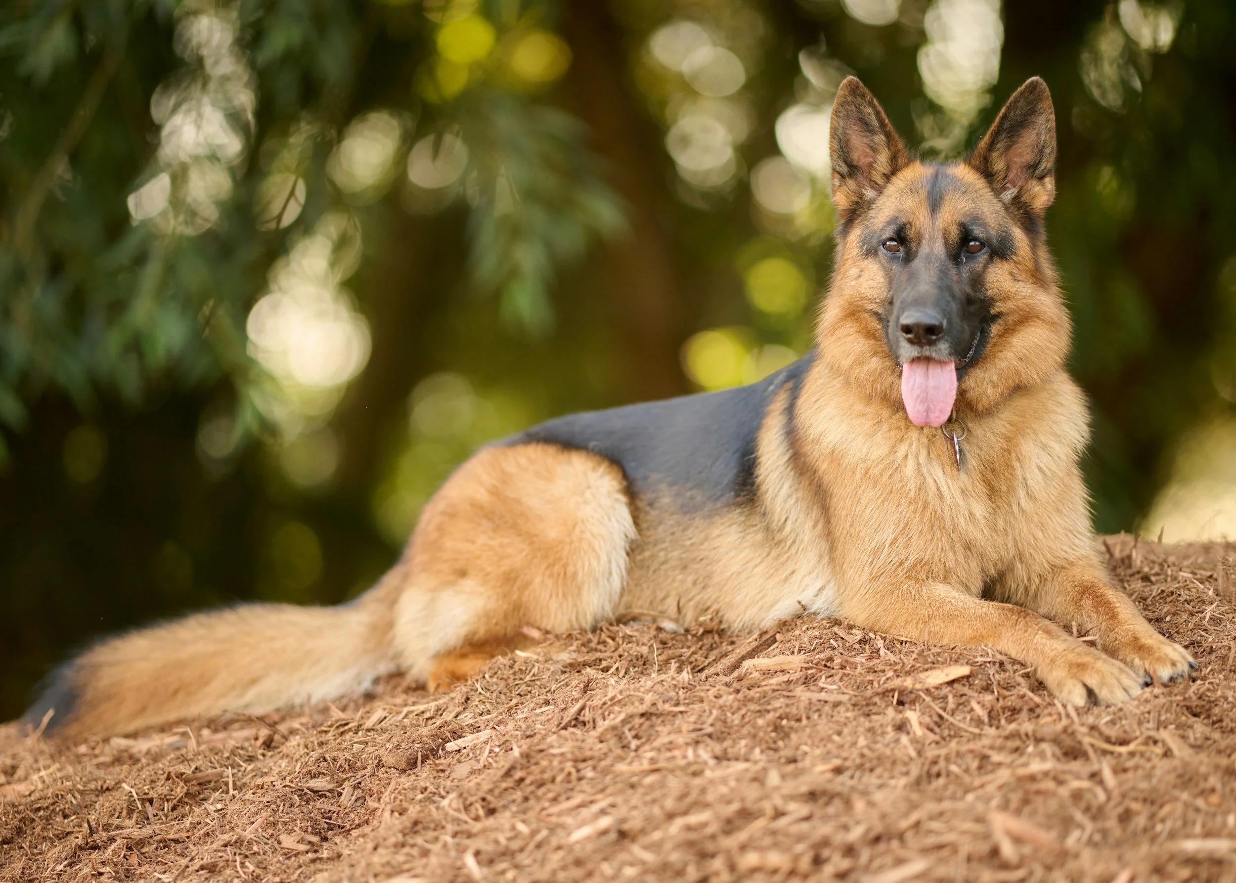 A German Shepherd dog lying on the ground outdoors with a blurred green leafy background, tongue out.