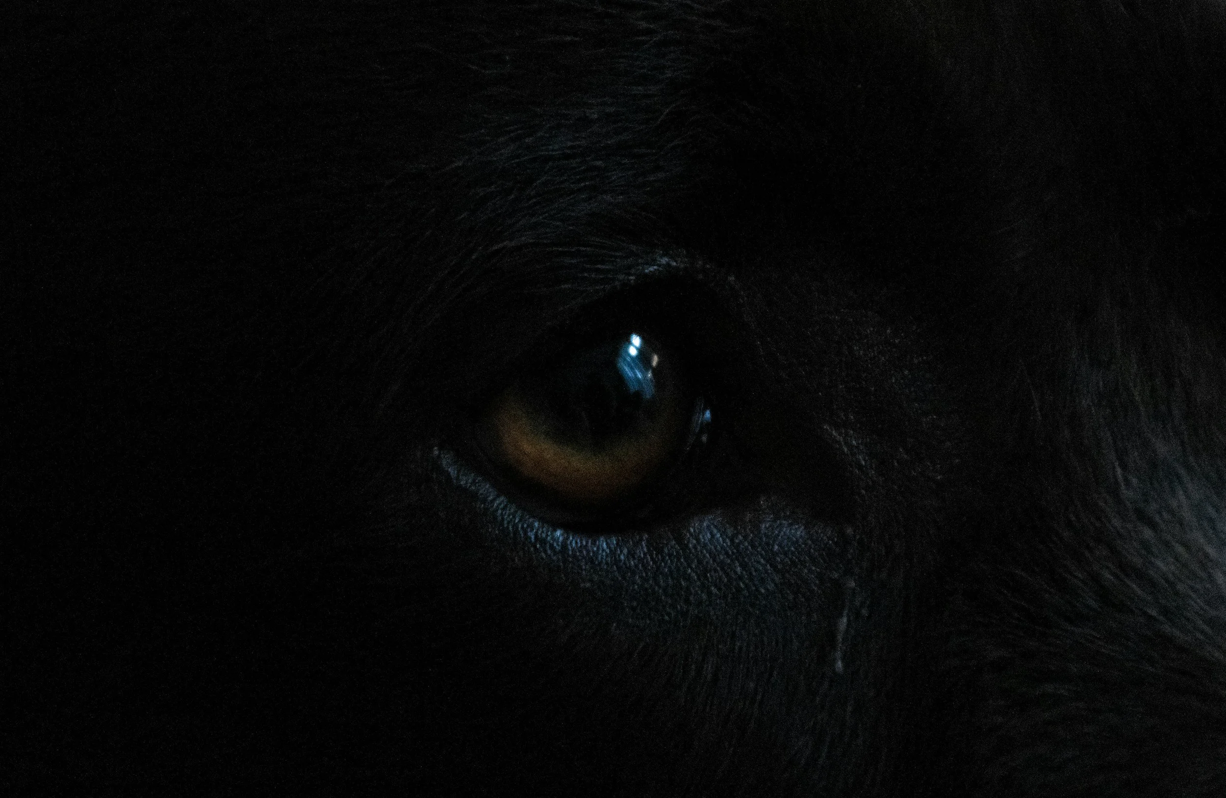 Close-up of a black dog's eye, showing sharp detail and reflection in the eye.