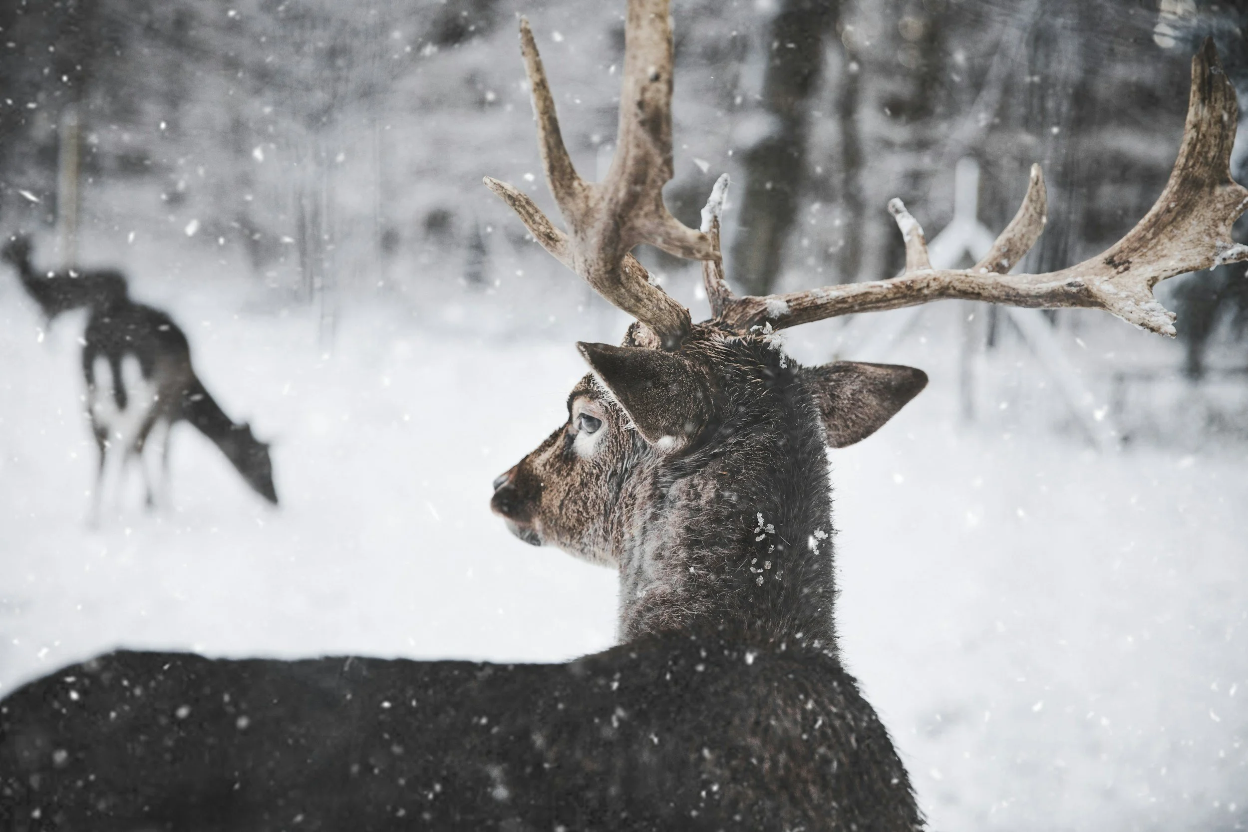 A close-up of a reindeer with large antlers in a snowy forest, with snowflakes falling and another reindeer in the background.