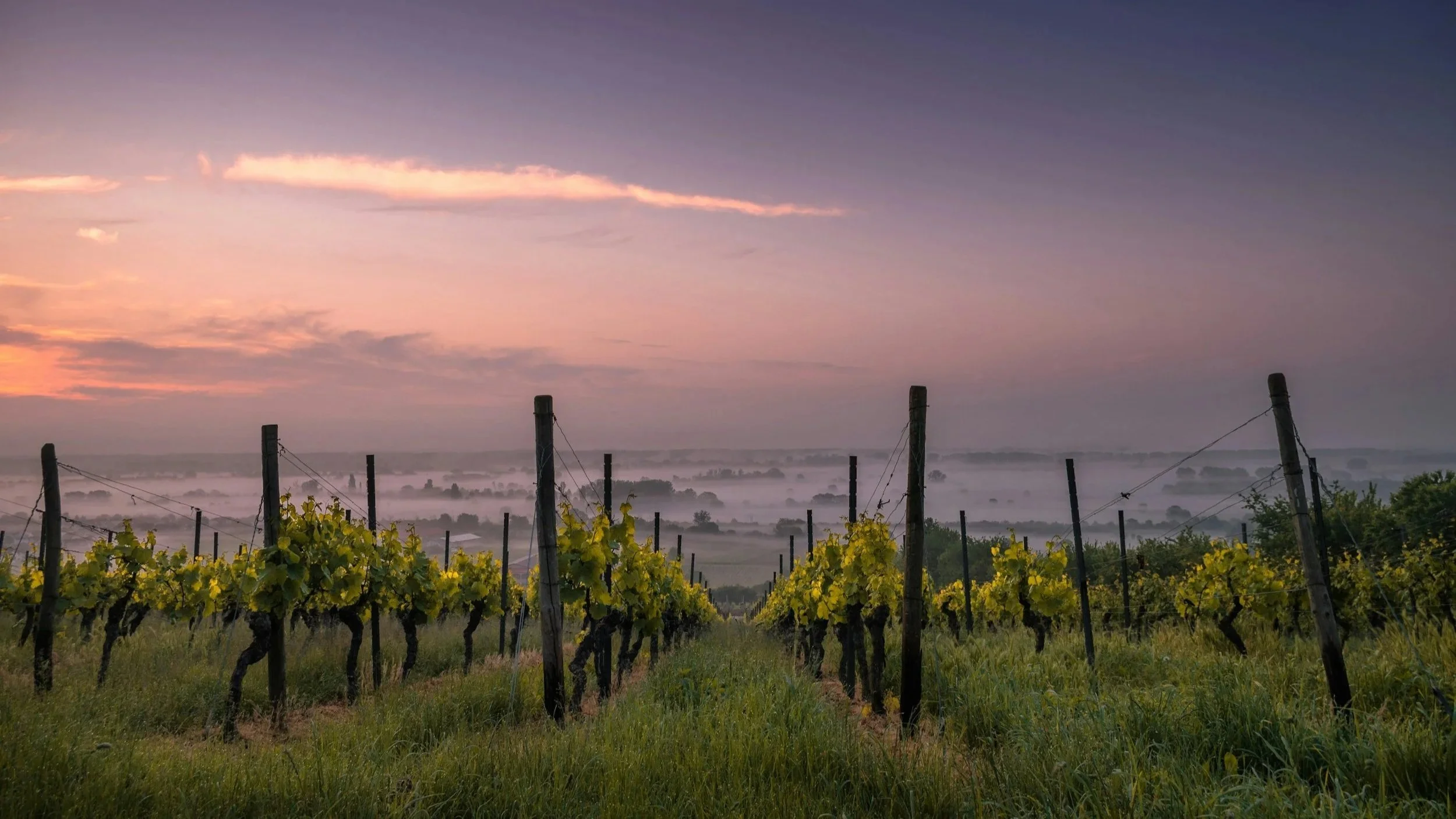 Vineyard with rows of grapevines under a colorful sunrise sky with clouds and fog in the distance.