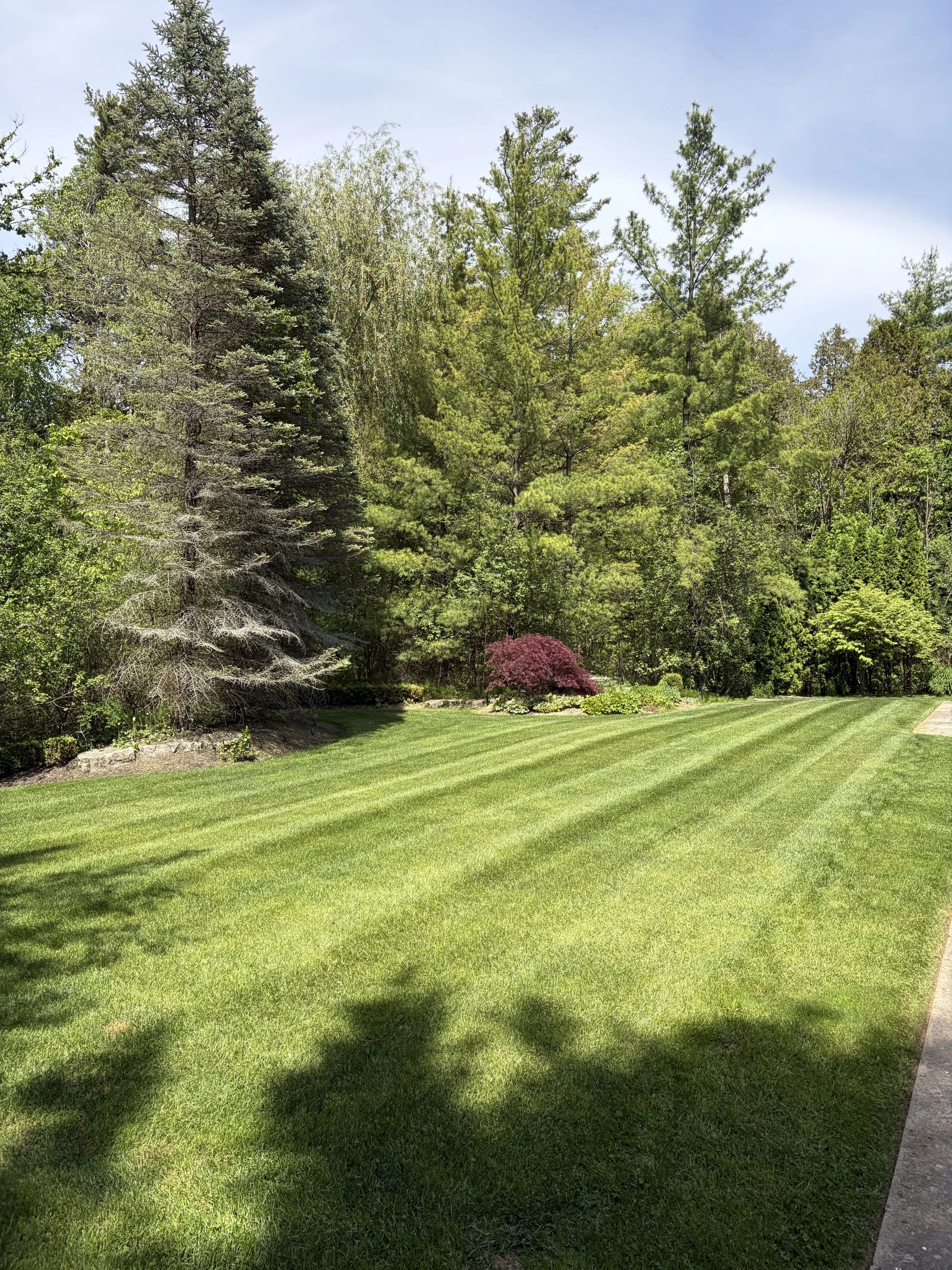 A backyard featuring a well-maintained grassy lawn, a large leafy tree, a wooden deck attached to the house, and a black car parked on the driveway.