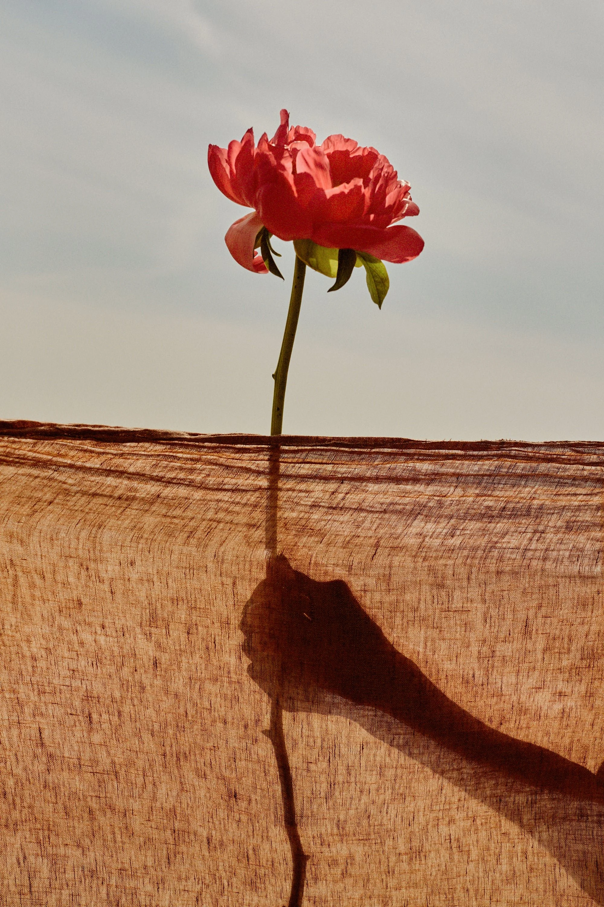 SOPHIE VAN DER PERRE