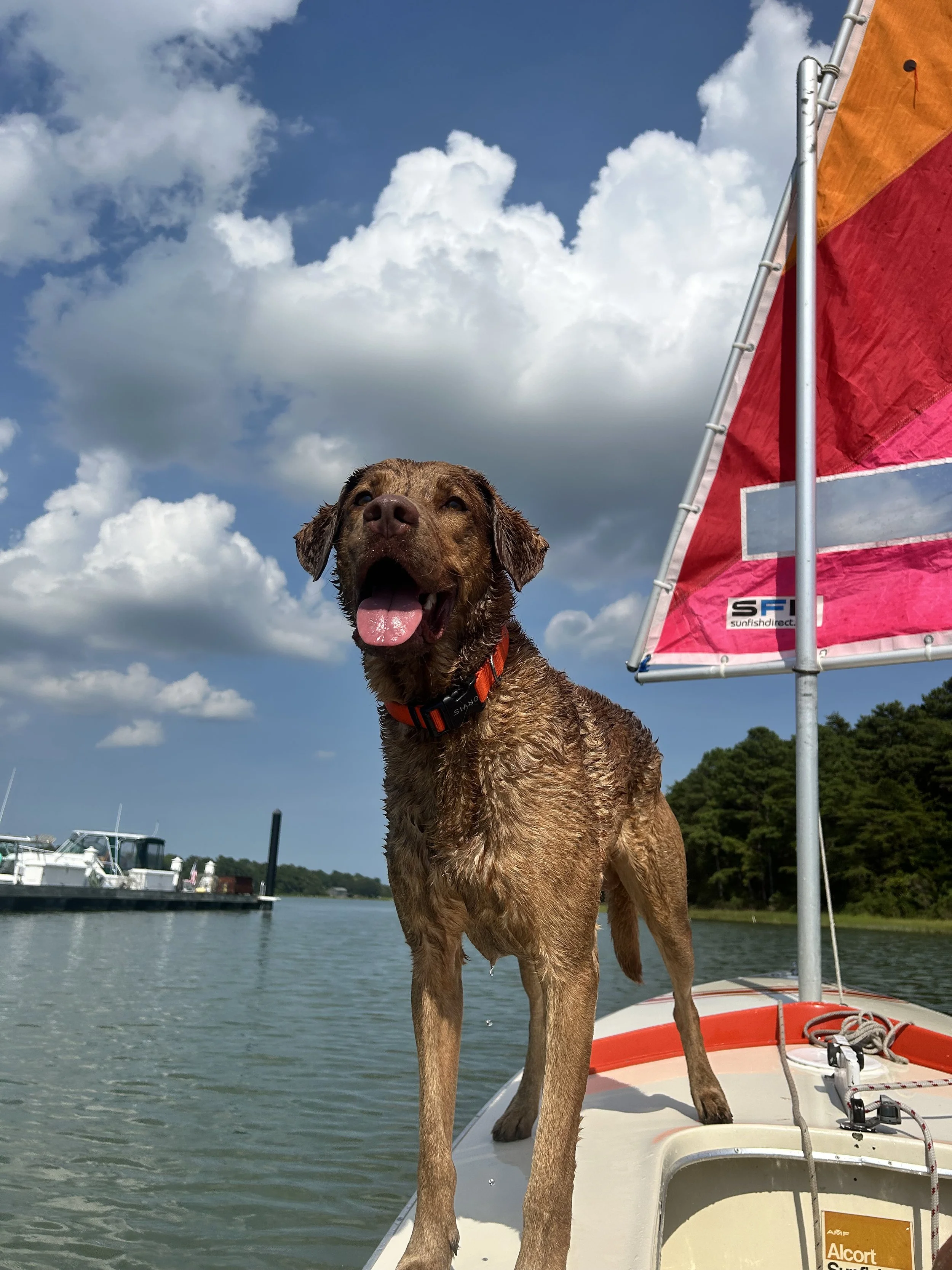 Cape Charles Community Sailing
