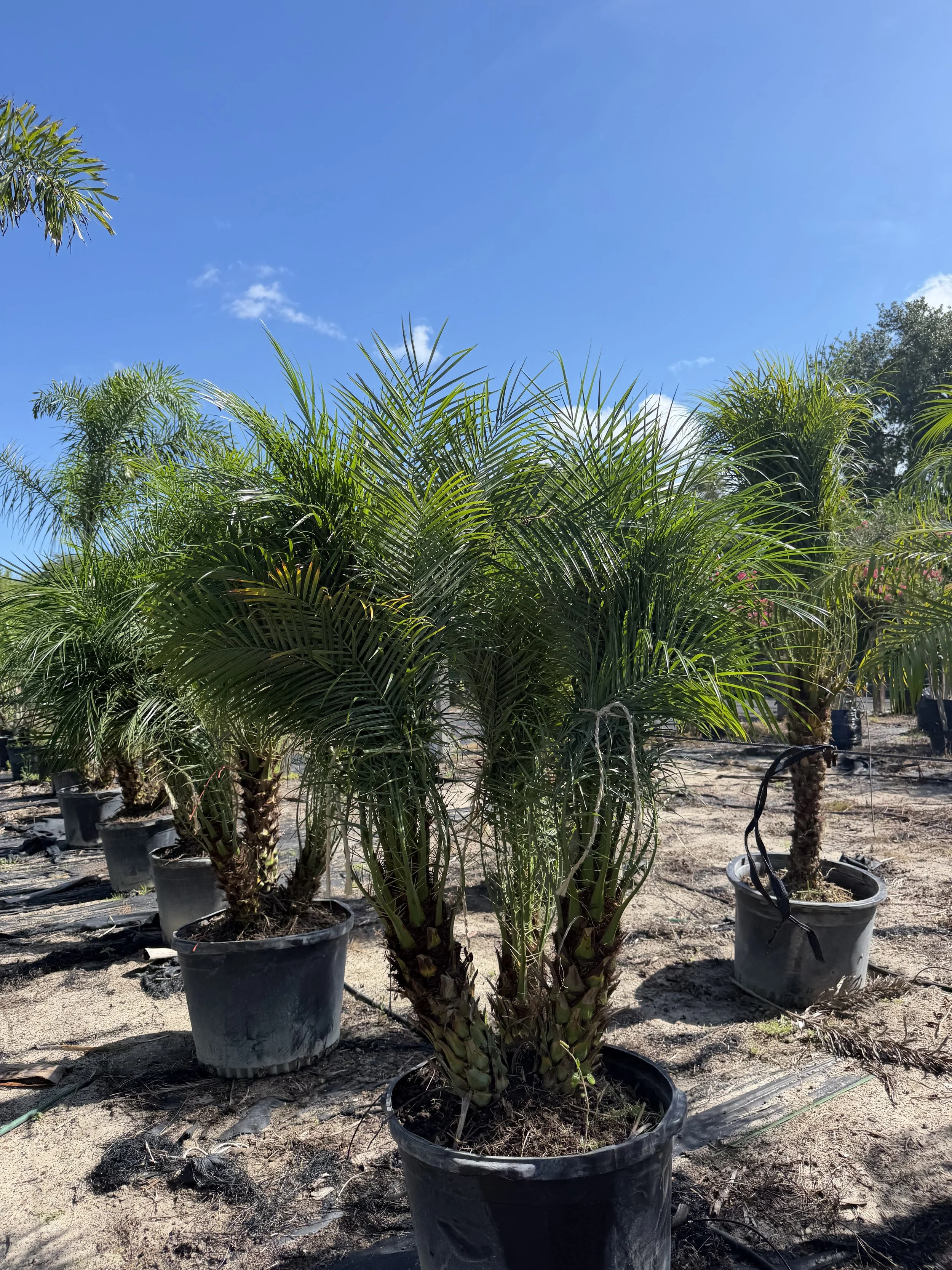 Pygmy Palms 25 Gallon