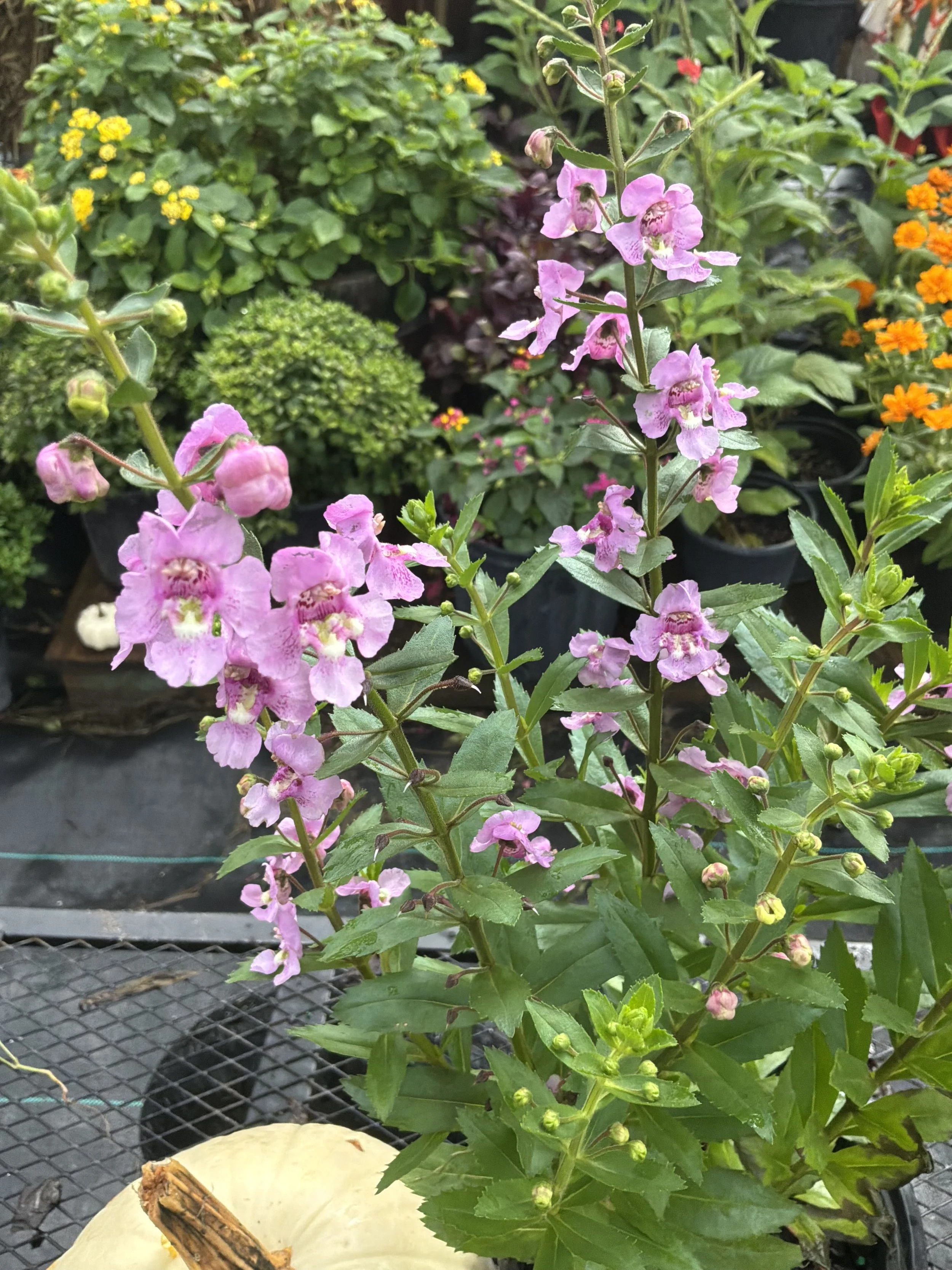 IMG_0050.jpeg