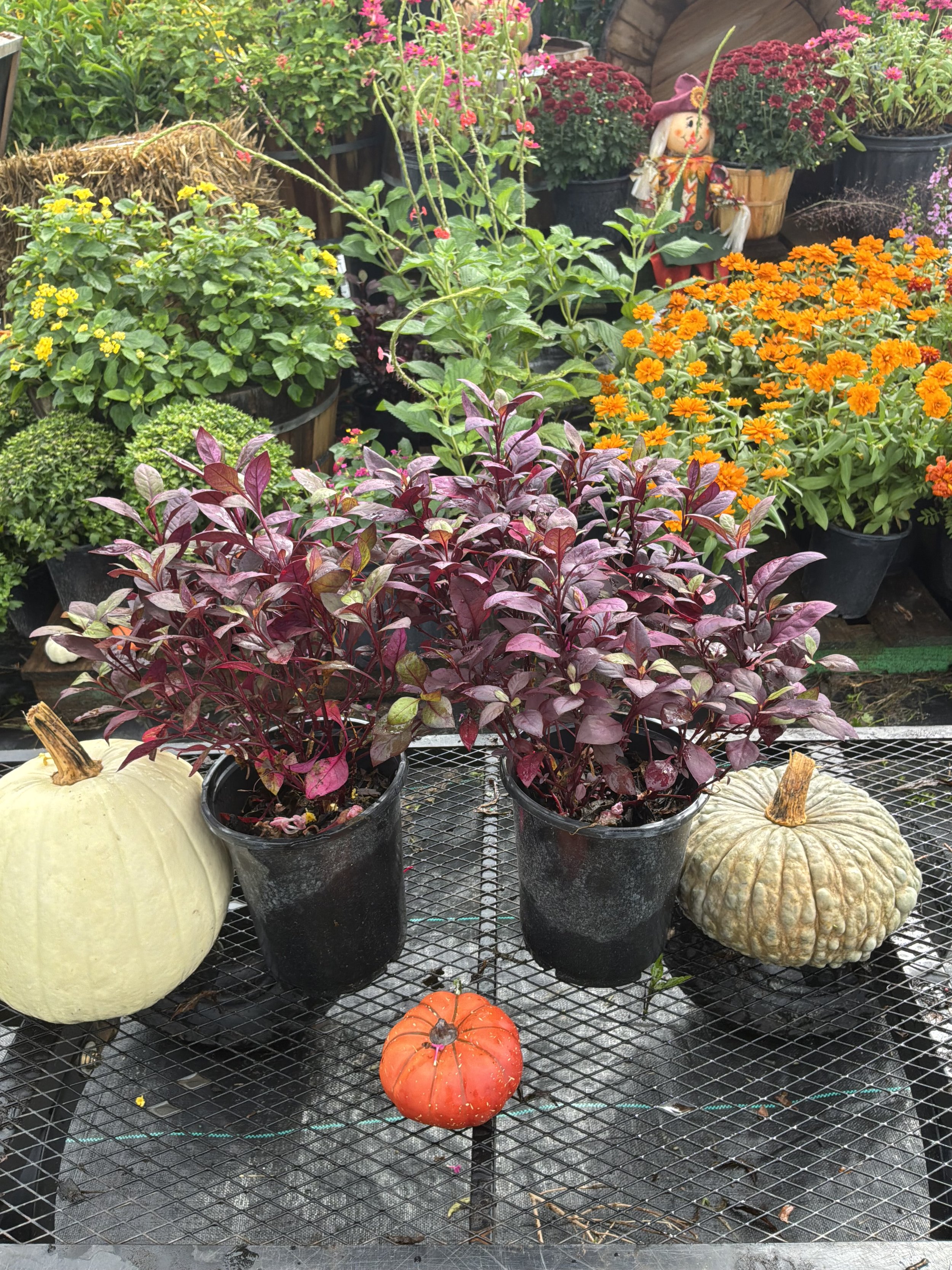 Little Ruby 1 Gallon