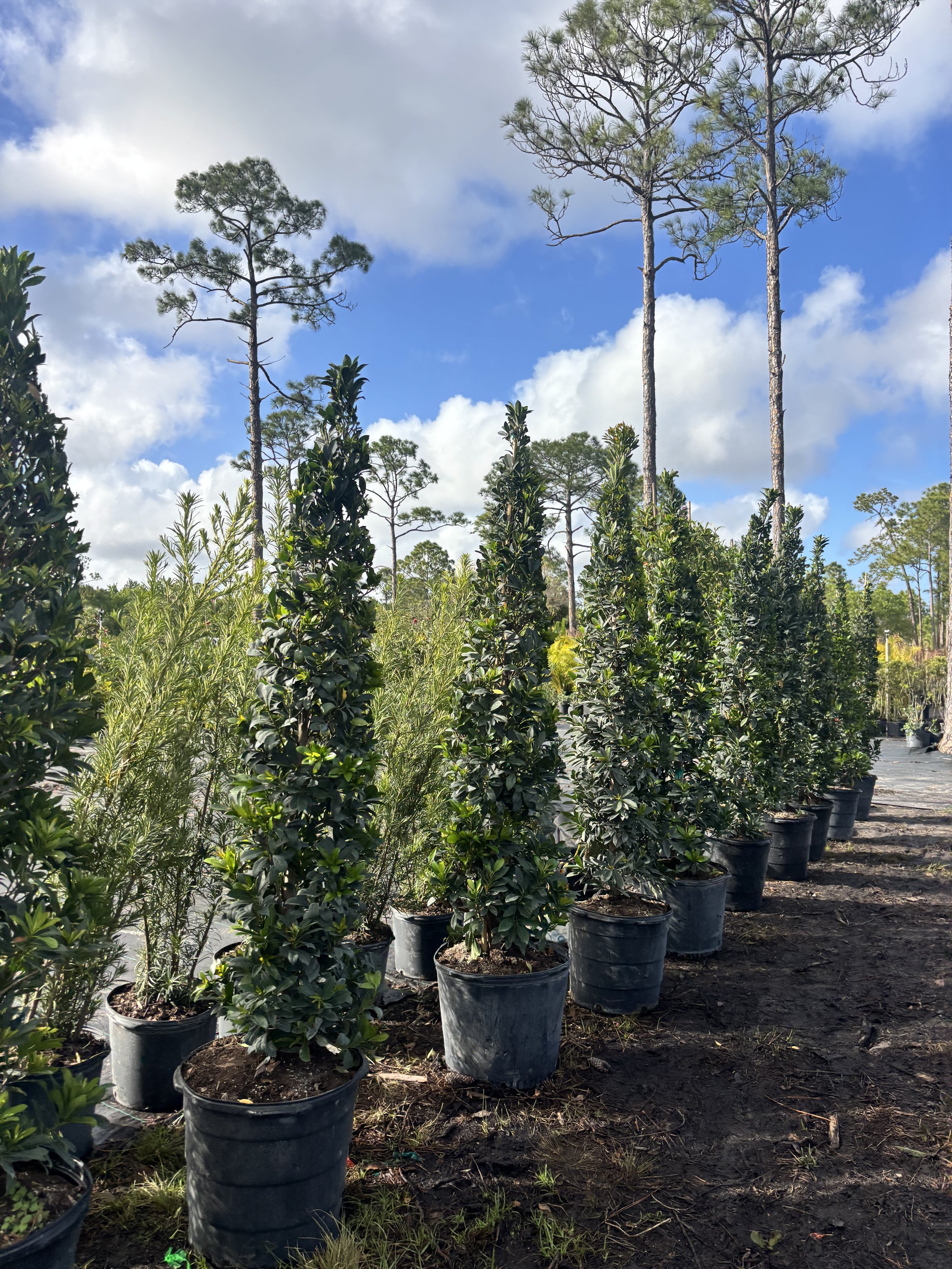 Japanese Blueberry Trees 15 Gallon