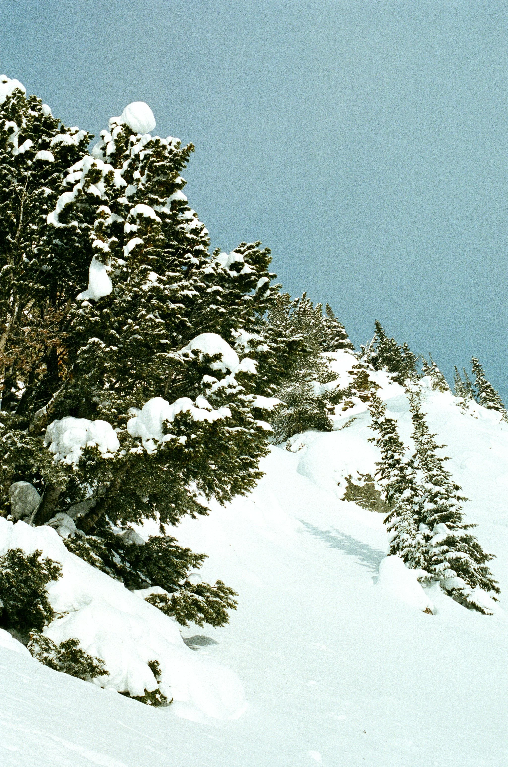 Snow-covered trees on a mountain slope under a clear sky.