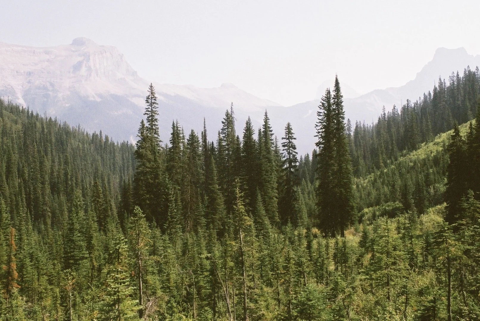 A panoramic view of a dense forest with tall evergreen trees, with mountains in the background and a cloudy sky above.