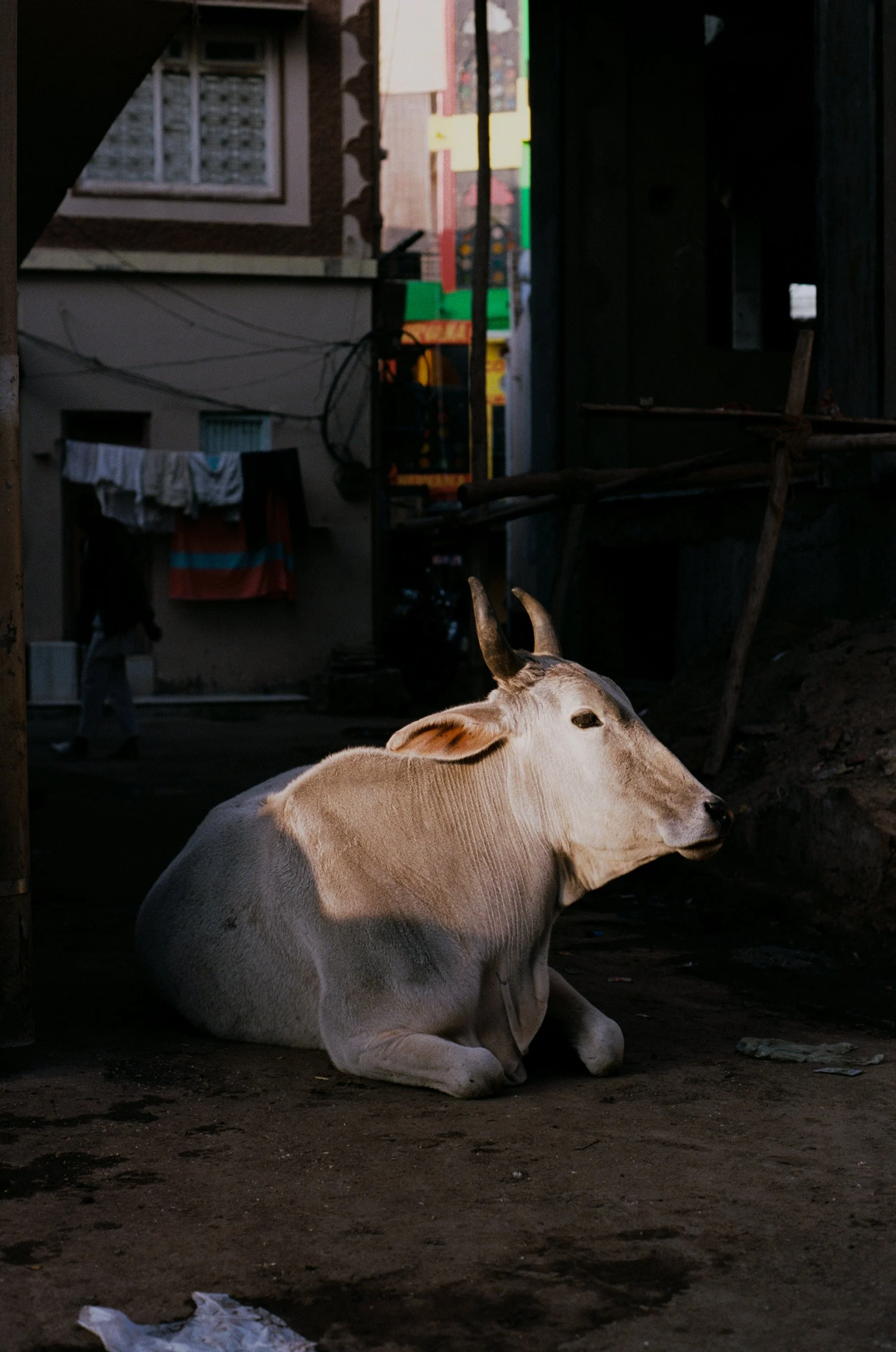 A white cow with curved horns is sitting on the ground in an alleyway with residential buildings in the background and laundry hanging to dry.