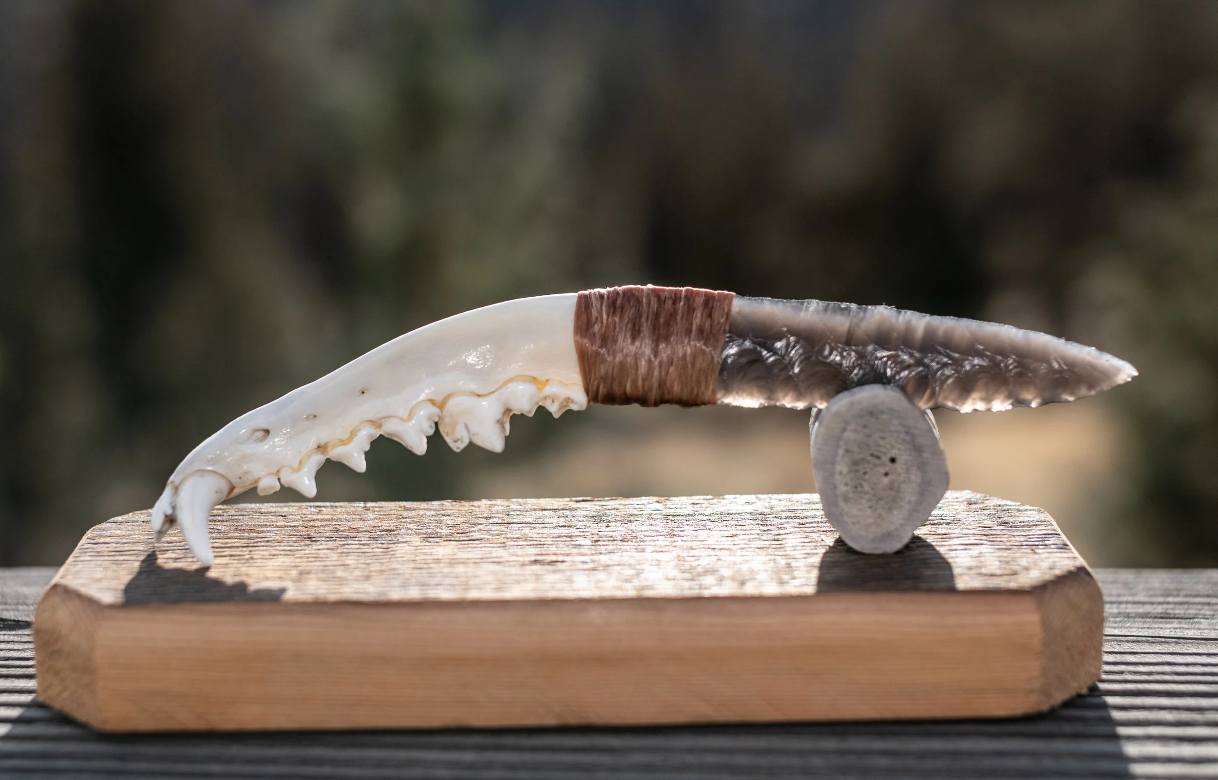 A captivating 6–8 inch obsidian blade set into an authentic, respectfully sourced coyote jawbone handle with natural teeth intact. Sinew-bound and brimming with the trickster’s spirit, this unique knife is a brilliant honor to the coyote and an irres