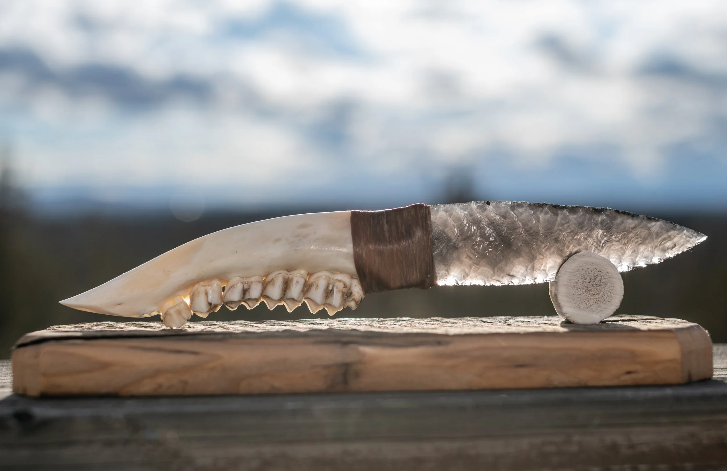Elegant 8–10 inch obsidian blade knife with a luminous white deer jawbone handle, natural teeth intact. Bound in sinew and crafted in deep respect, this graceful piece brings quiet wilderness beauty to any collection or home.