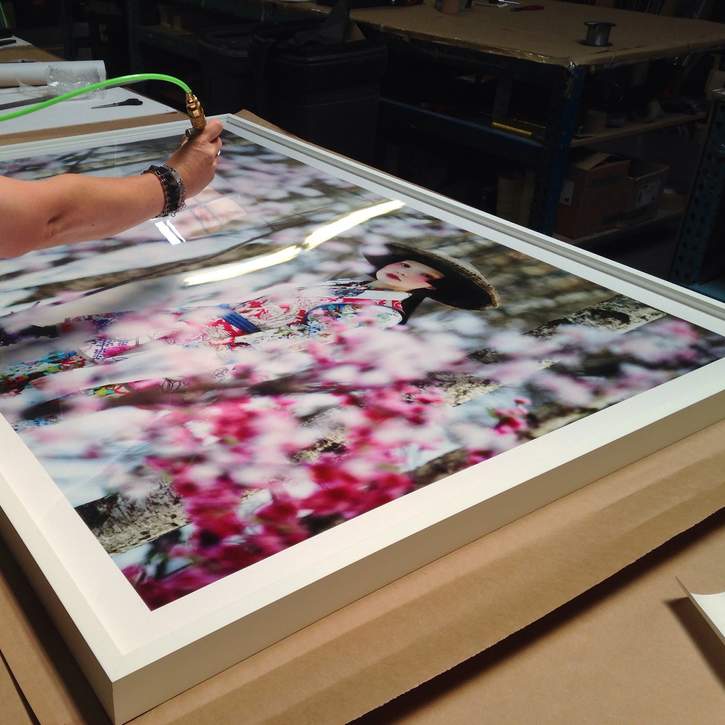 DANIL GOLOVKIN | Cherry Blossom