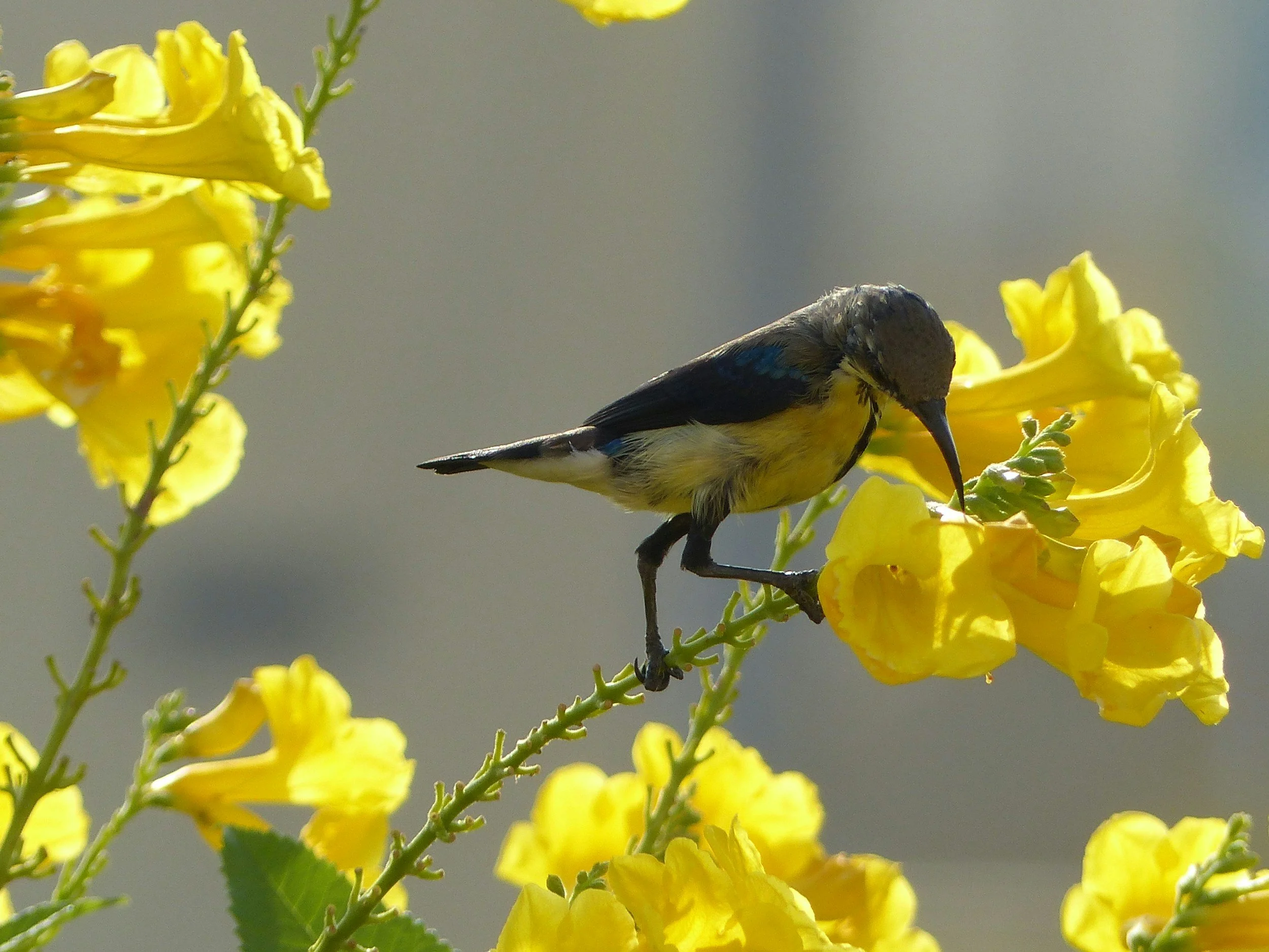 A small bird with yellow and black feathers perched on a yellow flowering plant.