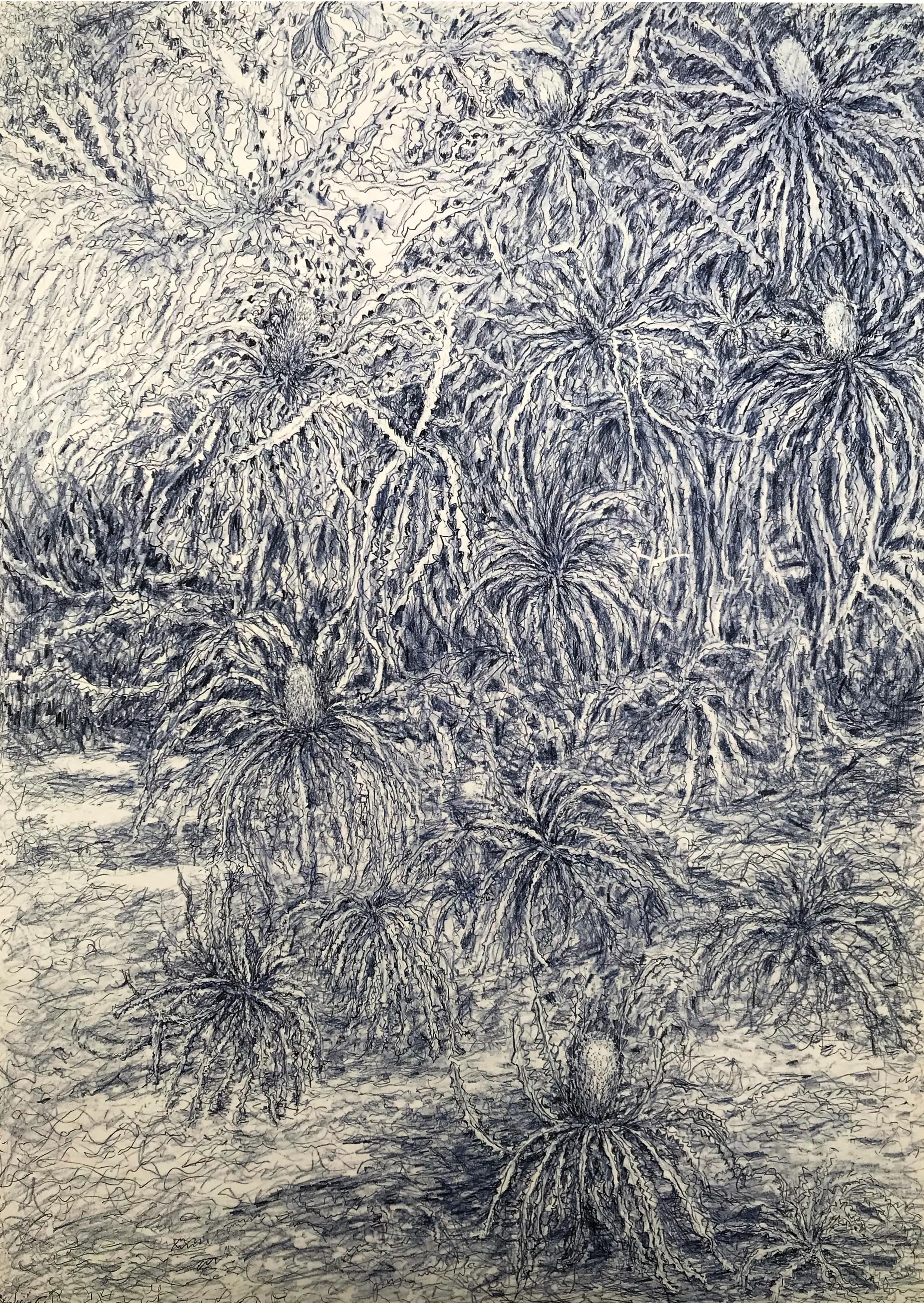 Banksia Chaos by Linda Fardoe 