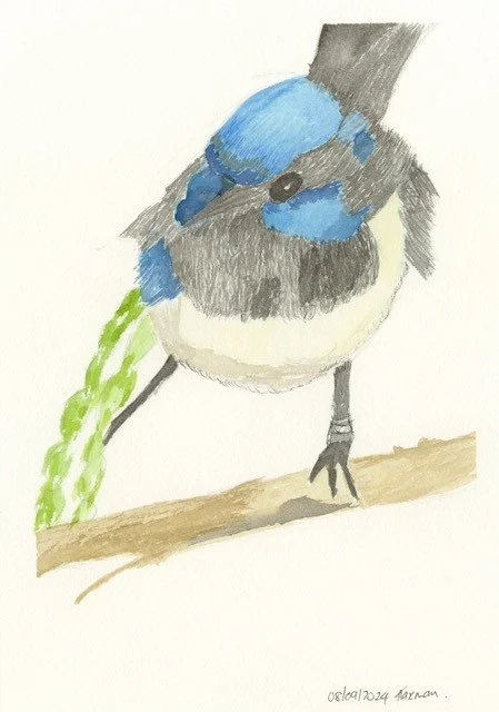 Kanta Lakhman- Gorasia, Splendid wren, 2024, ink.