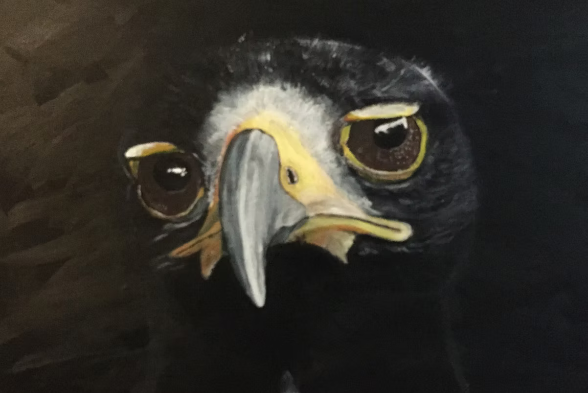 Female African Eagle by Amanda Payne