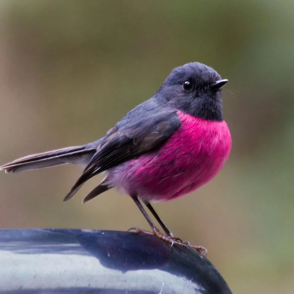 Dellarae Brakespeare, Pink Feathers, 2019.jpeg