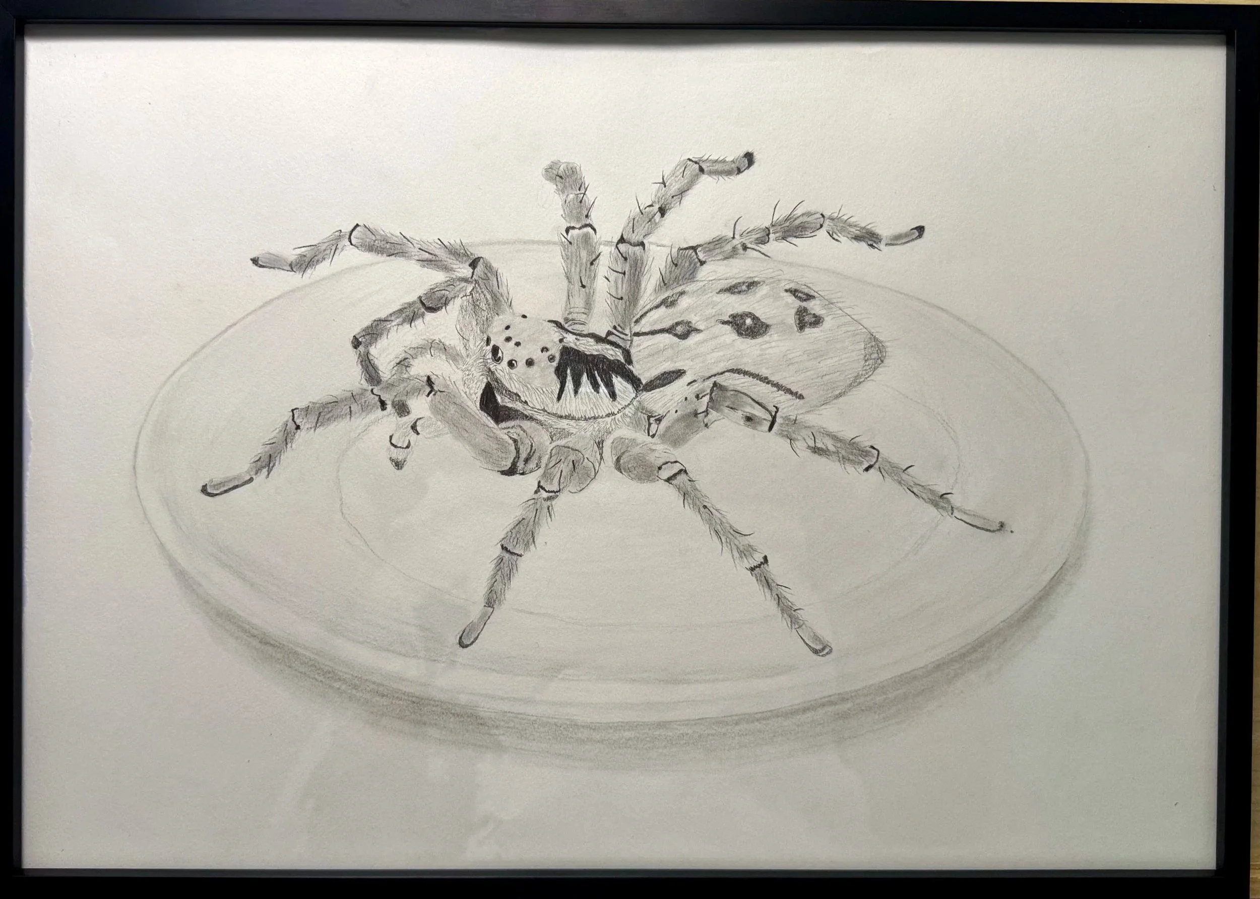 Joelle Joy, Still Life with a Wolf Spider, 2026, graphite