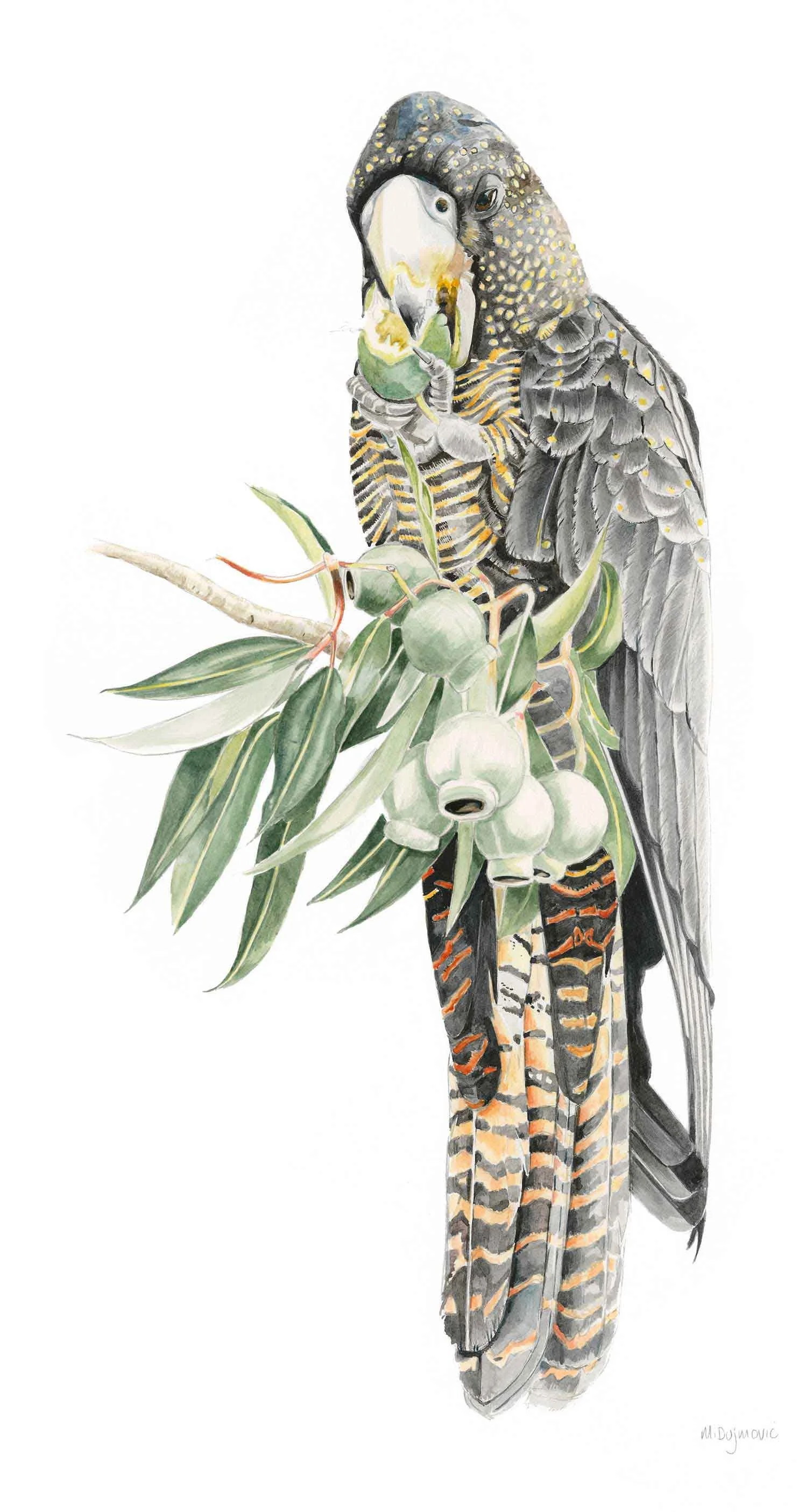 Forest Red-Tailed Cockatoo by Michelle Dujmovic