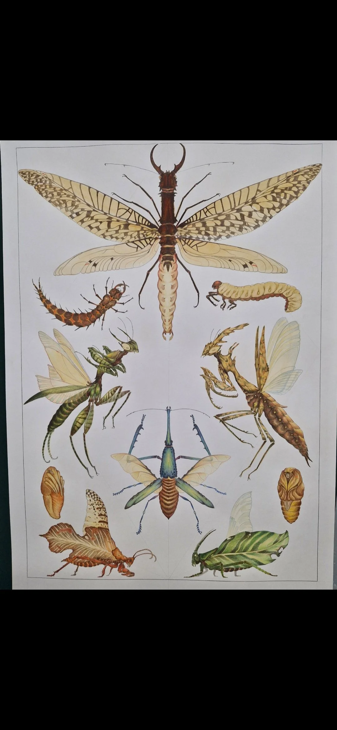 Caleb, An Insect Menagerie, 2025, mixed media