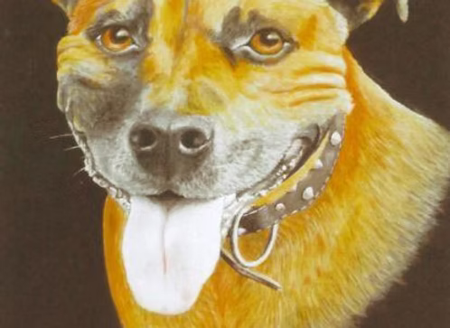 Butch by Ian Fewster