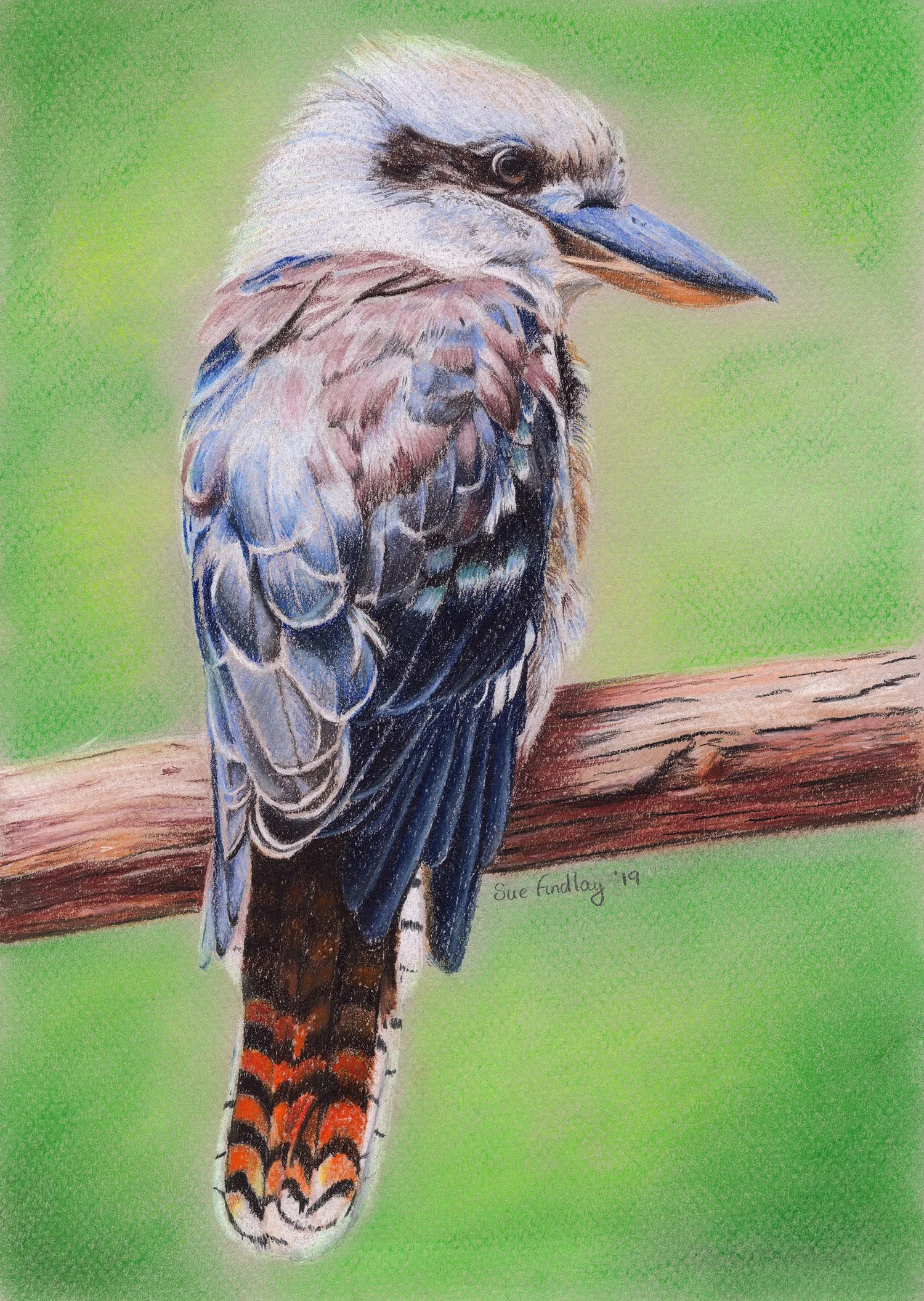 Kookaburra by Sue Findlay