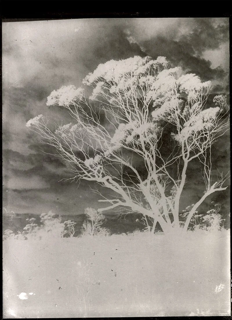 Perdita Phillips, Ghost Gum (ghost archive), 2024, Digital print (negative from Dwyer and Mackay collection) on organic canvas, 187 x 140 cm