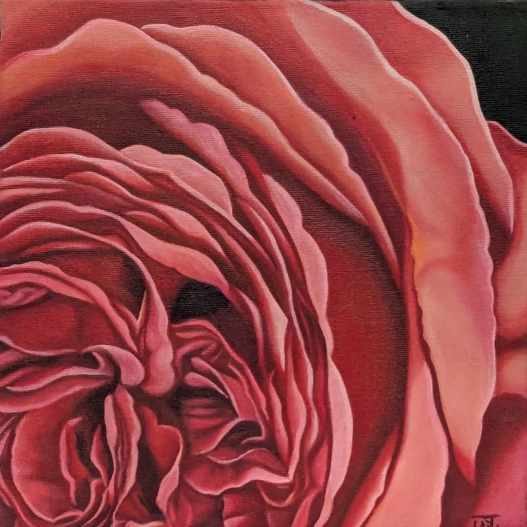 Jill Clark, Lyon flutter rose, 2025, oil.