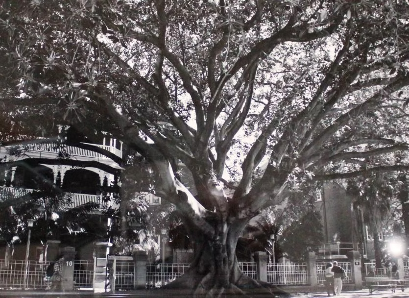 The Master by Steven Bolt