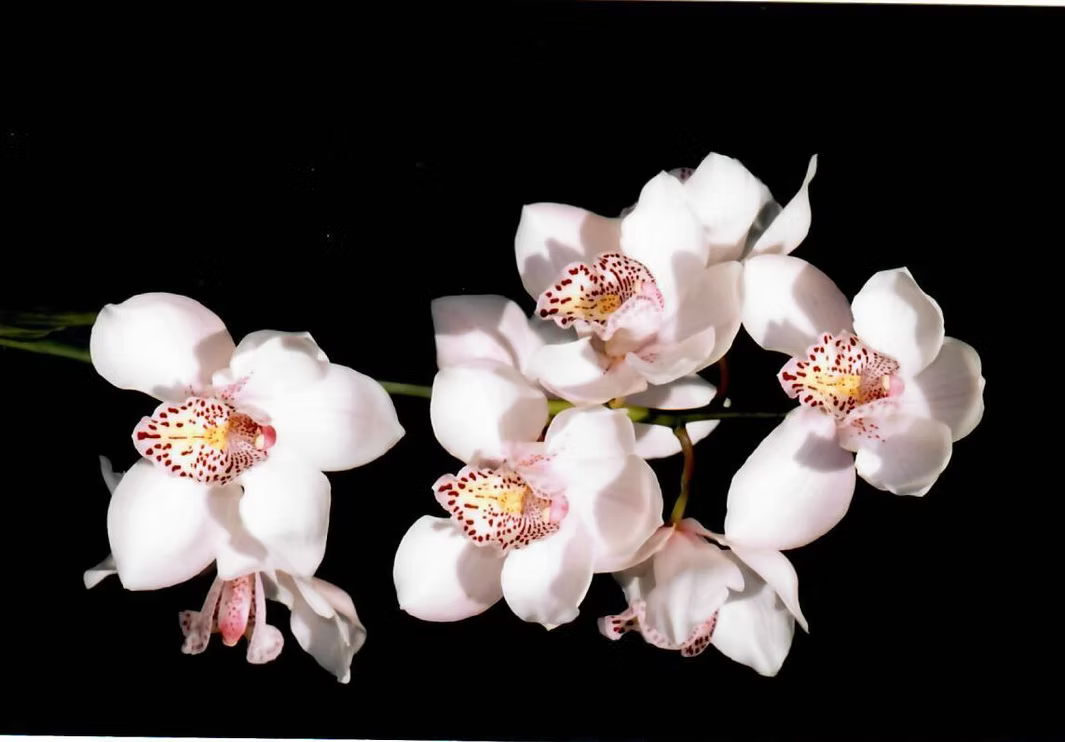 Cimbidium Orchid by Reg Chapman