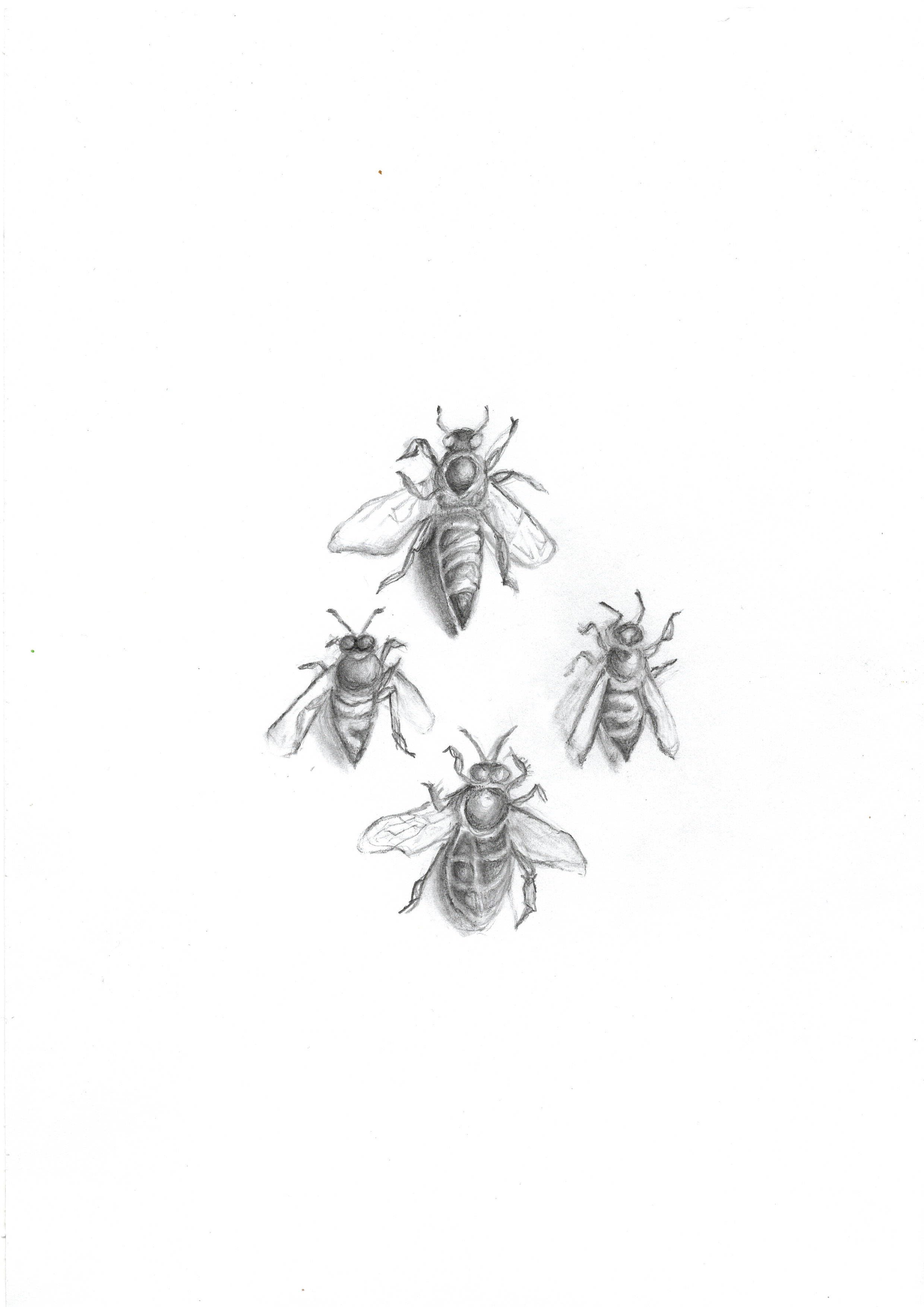Anna Boyd, Bees, 2026, graphite