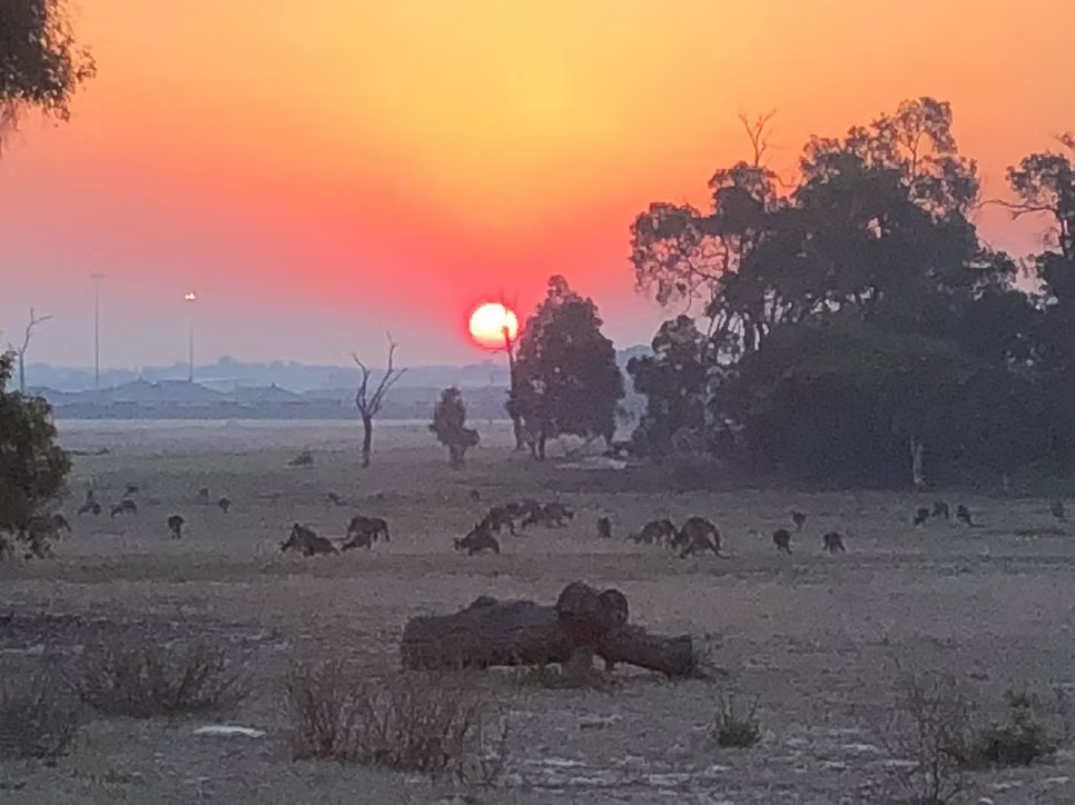 Sunset in The Vines by Hendrick Raull Singh